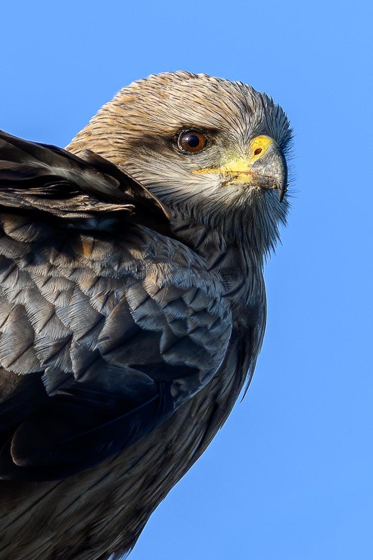 Black Kite