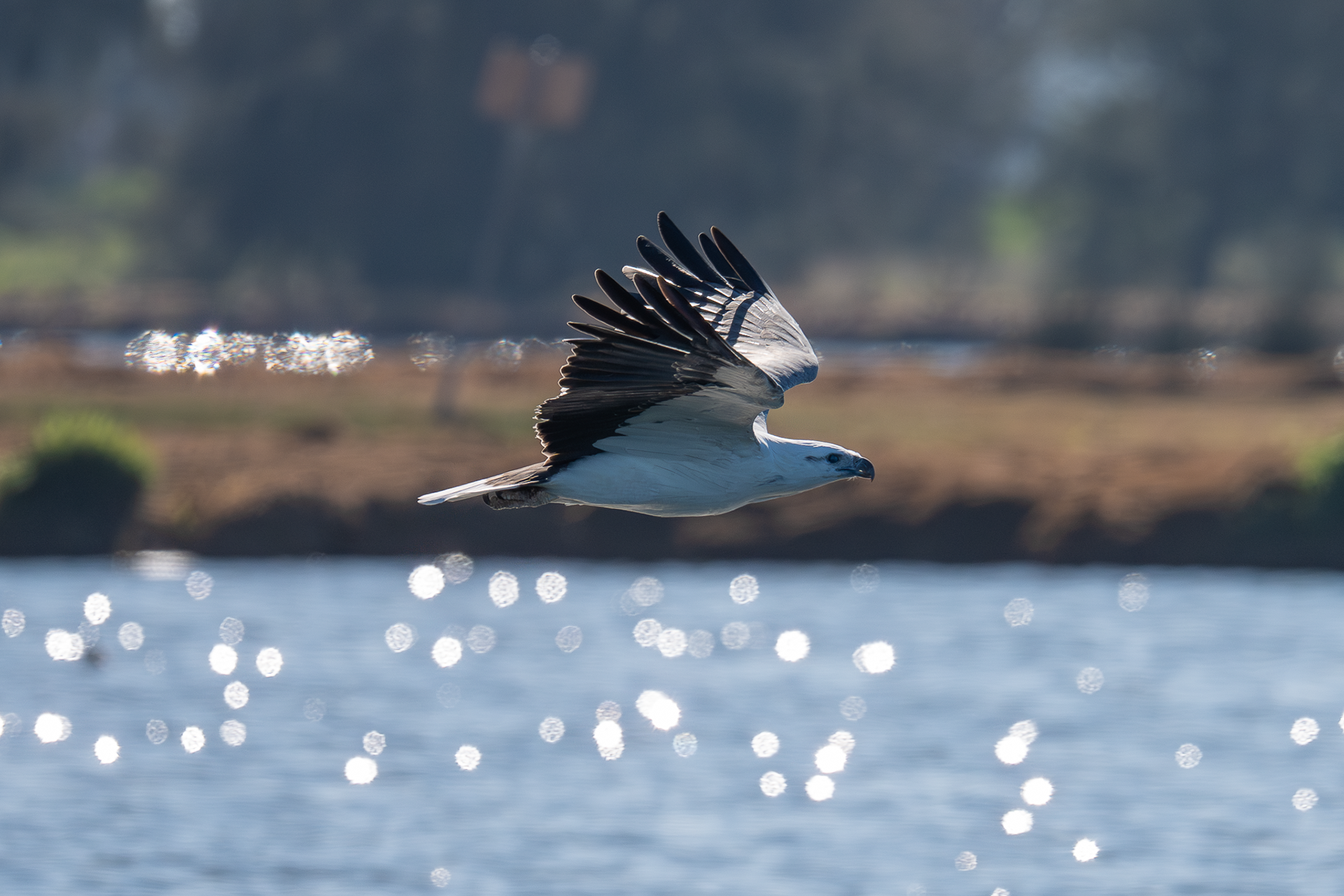 White-bellied Sea Eagle