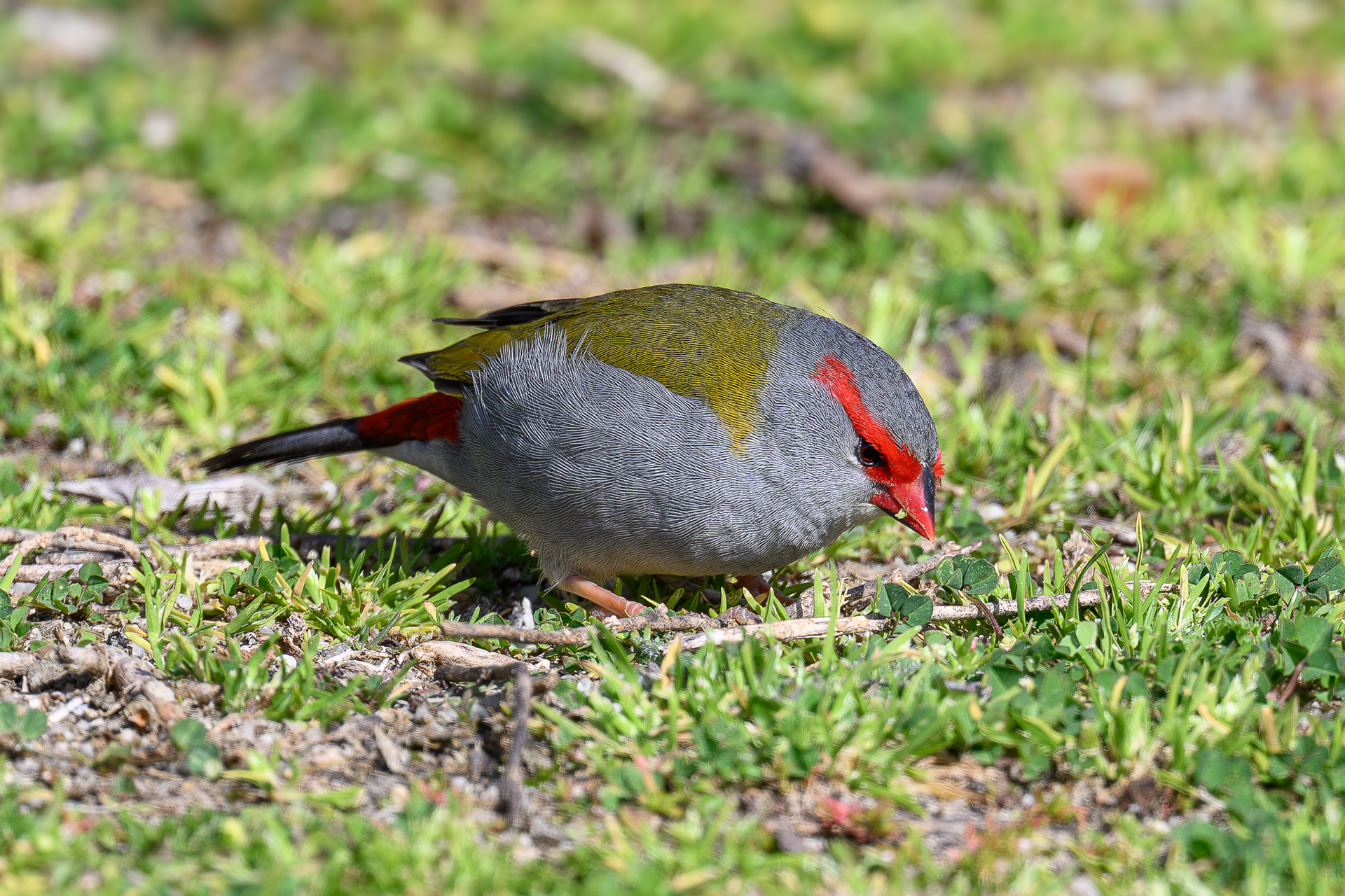 Red-browed Finch