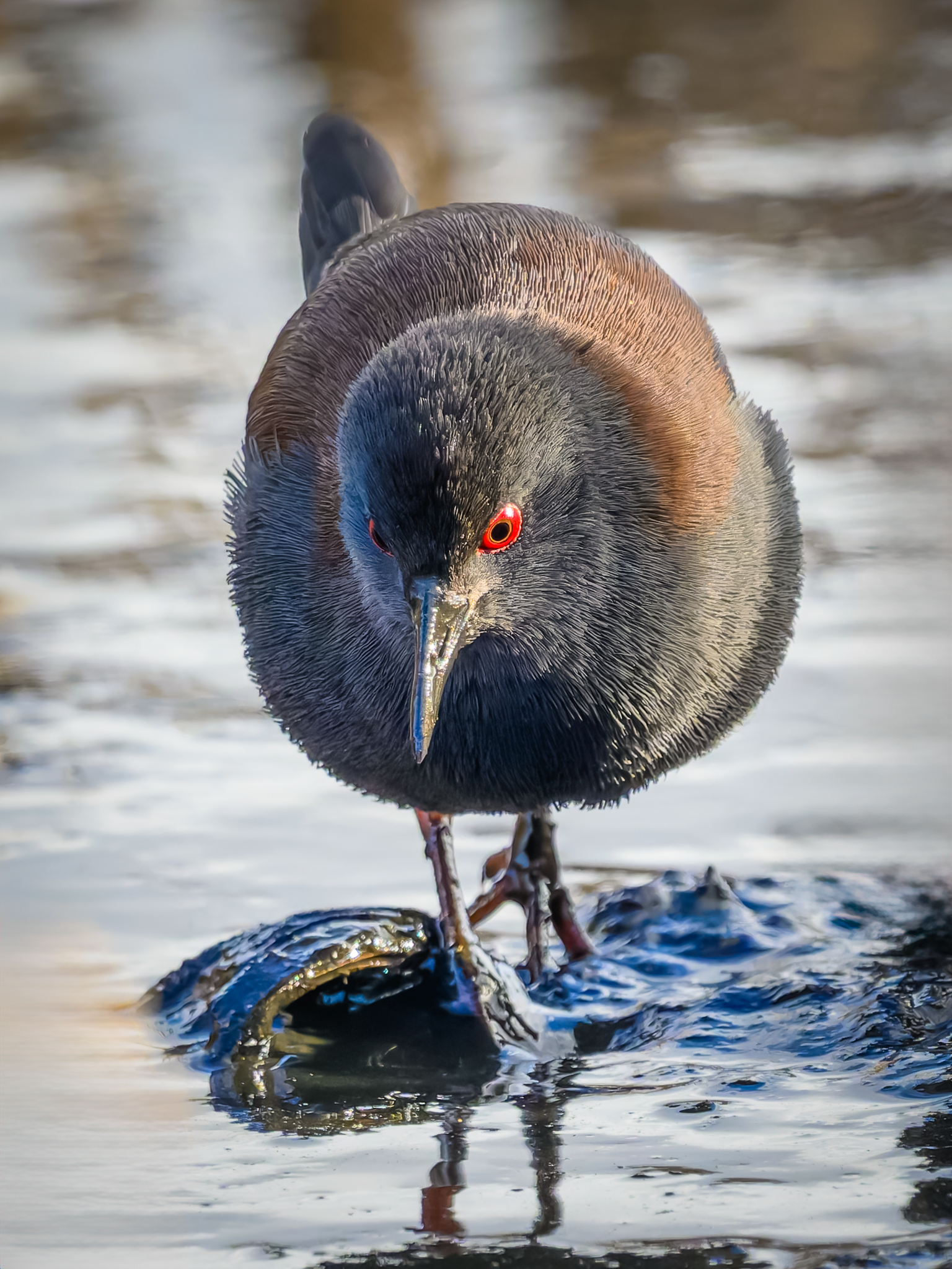 Spotless Crake