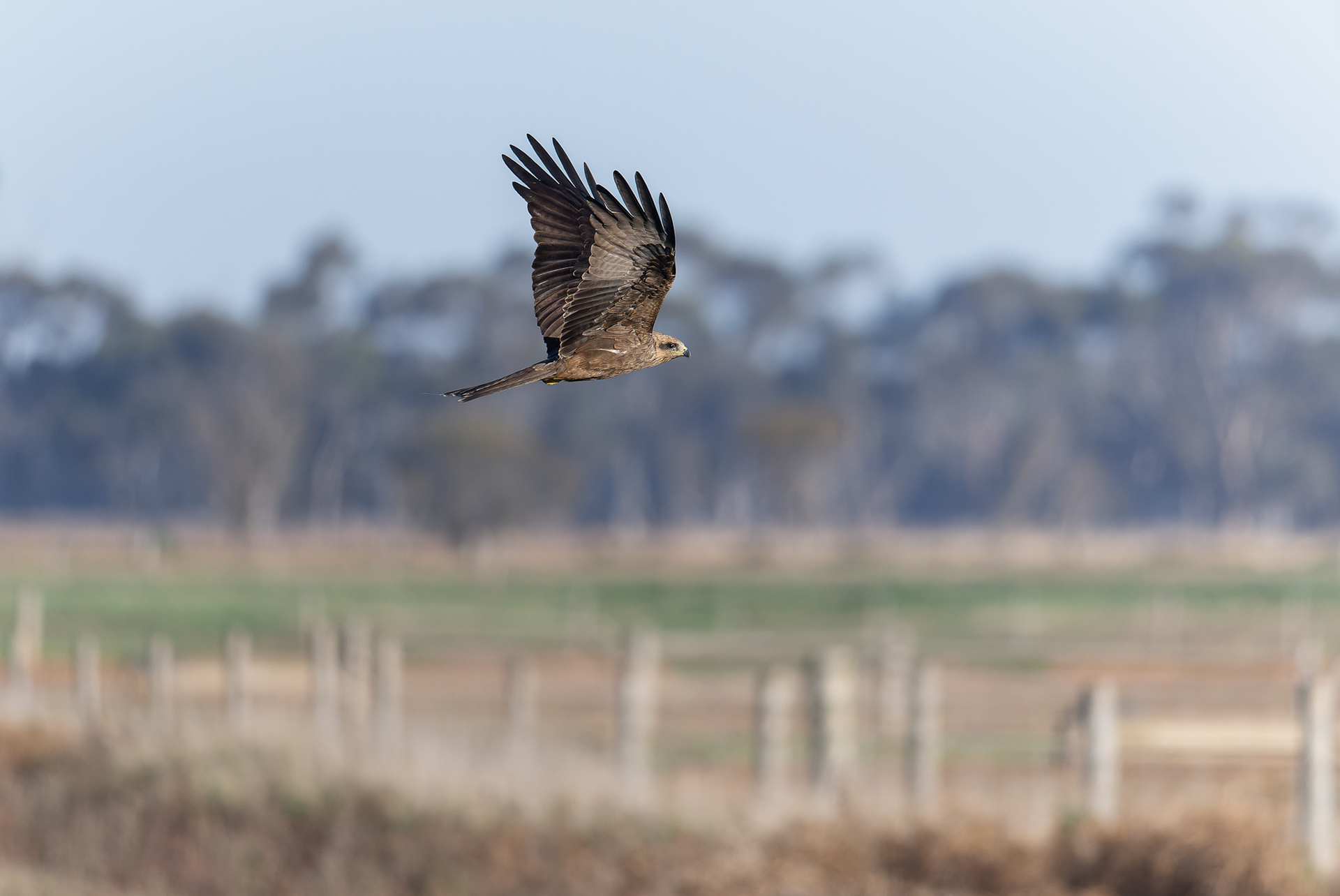 Black Kite