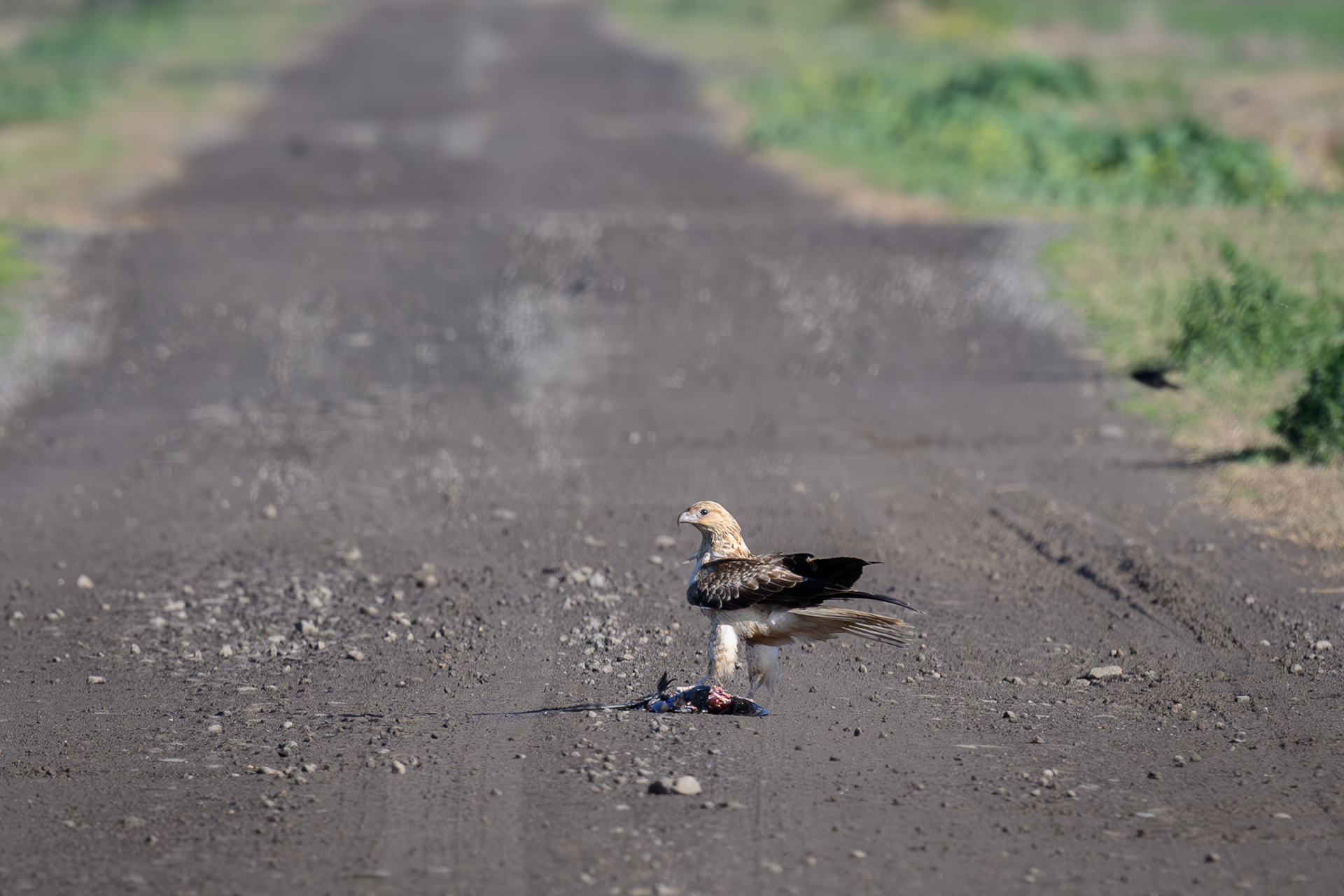 Whistling Kite