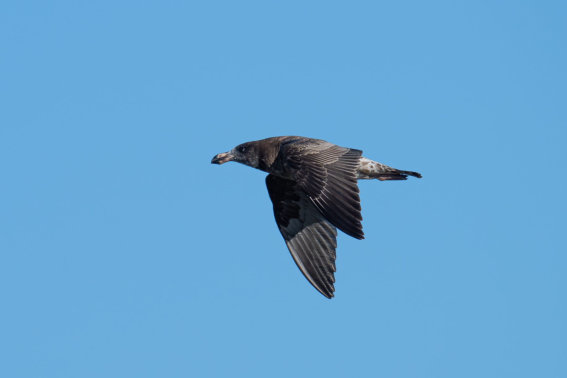 Ocean Gull