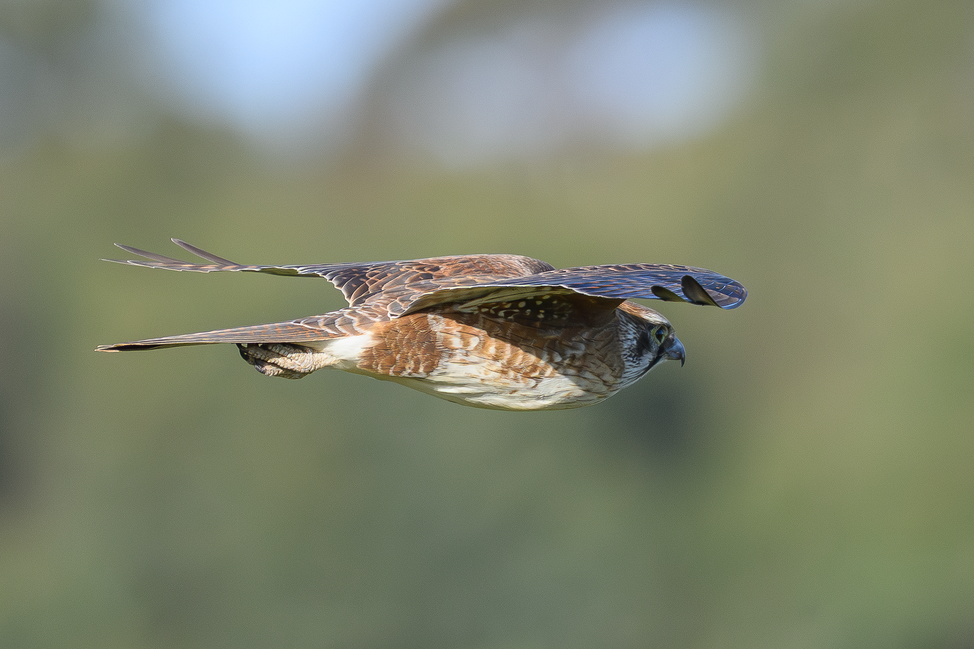 Brown Falcon
