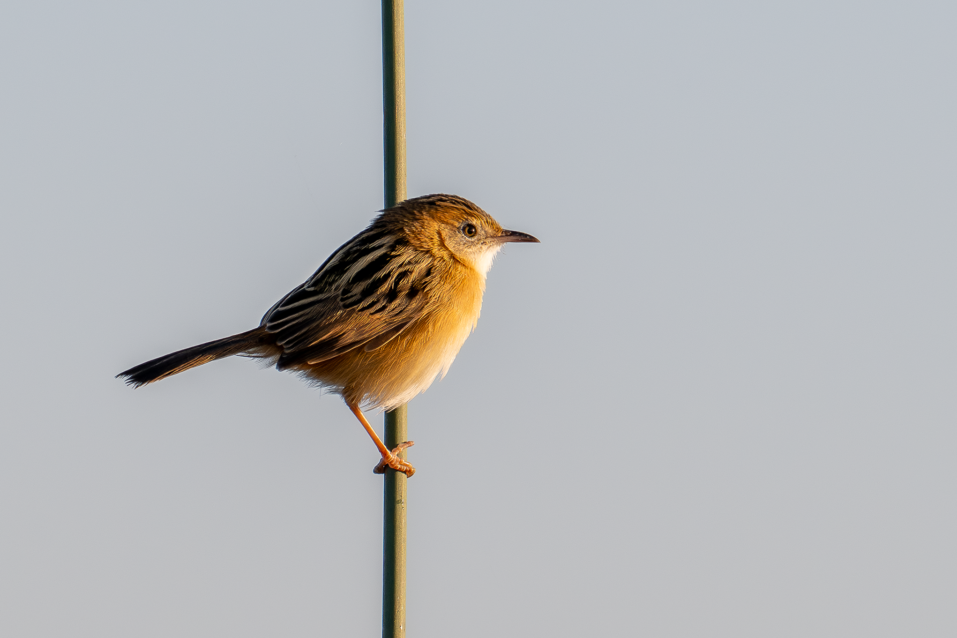 Golden-headed Cisticola