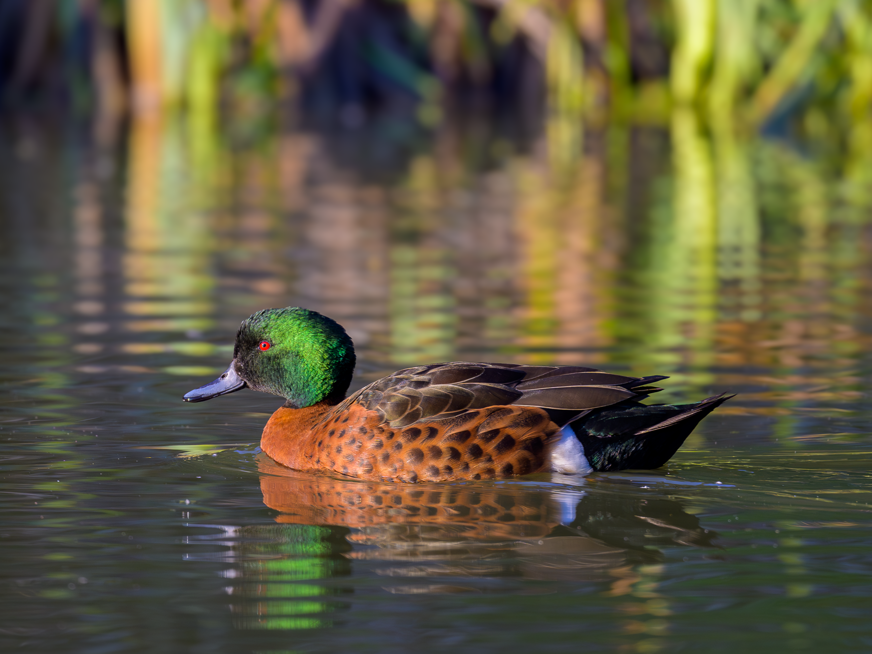 Chesnet Teal
