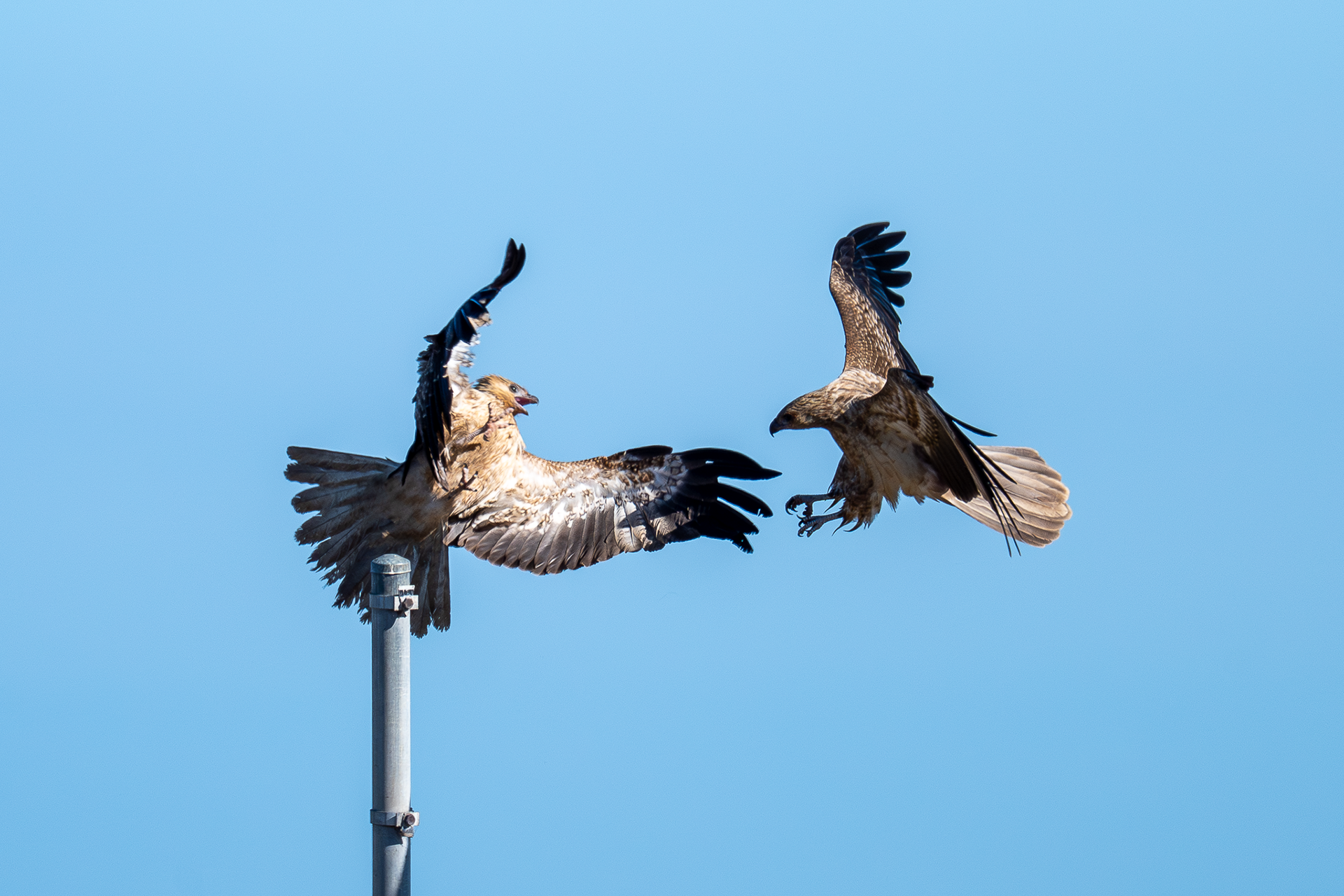 Whistling Kites