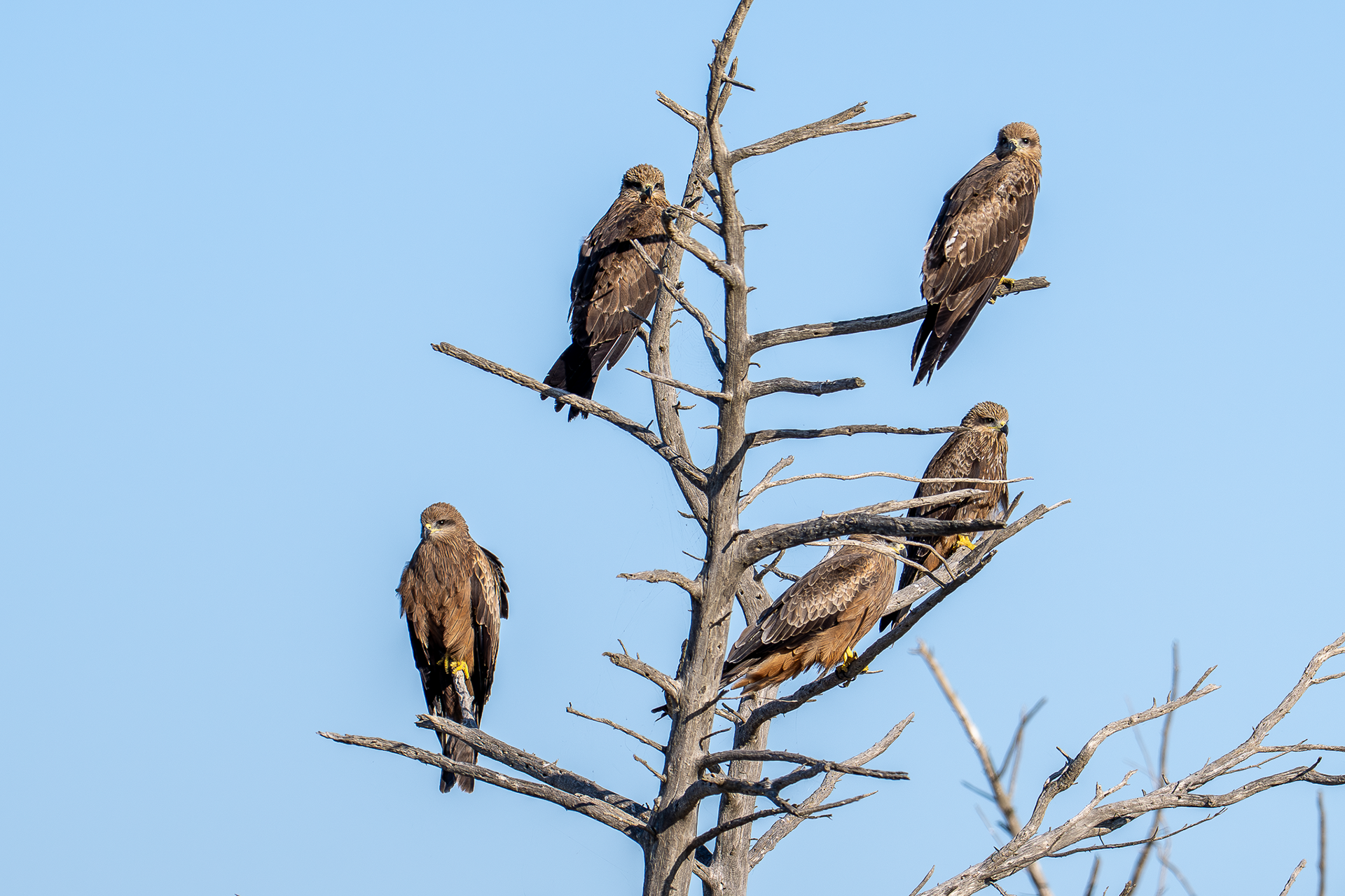 Black Kites