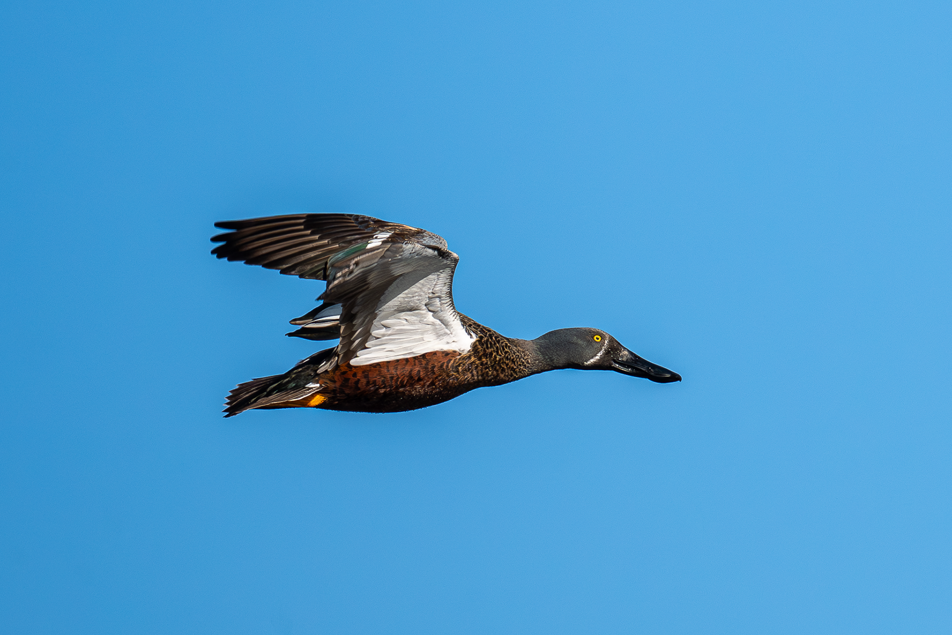 Australasian Shoveler