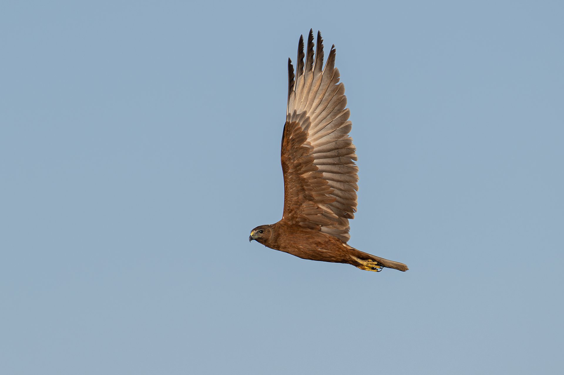 Swamp Harrier