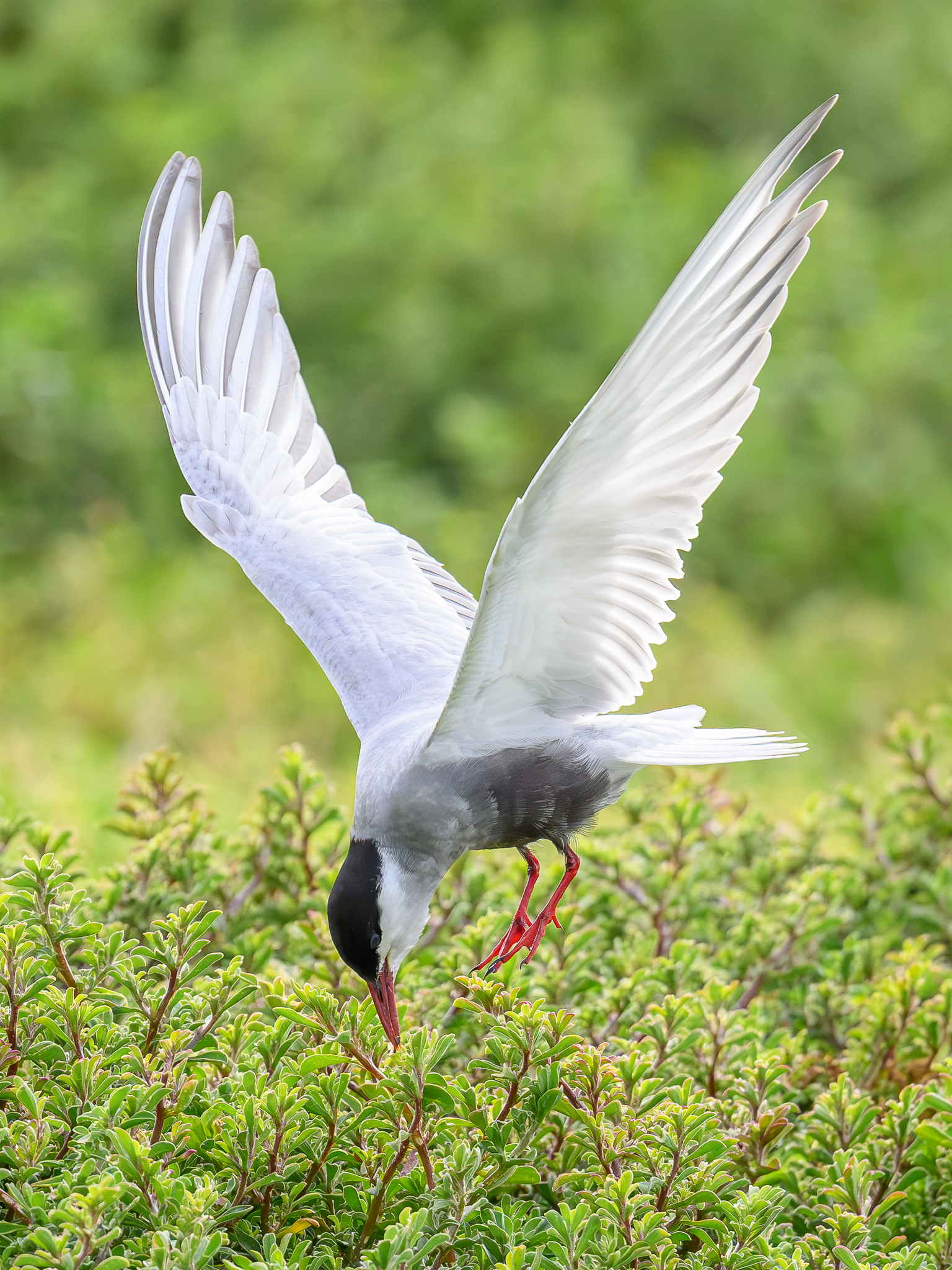 Whiskered Tern