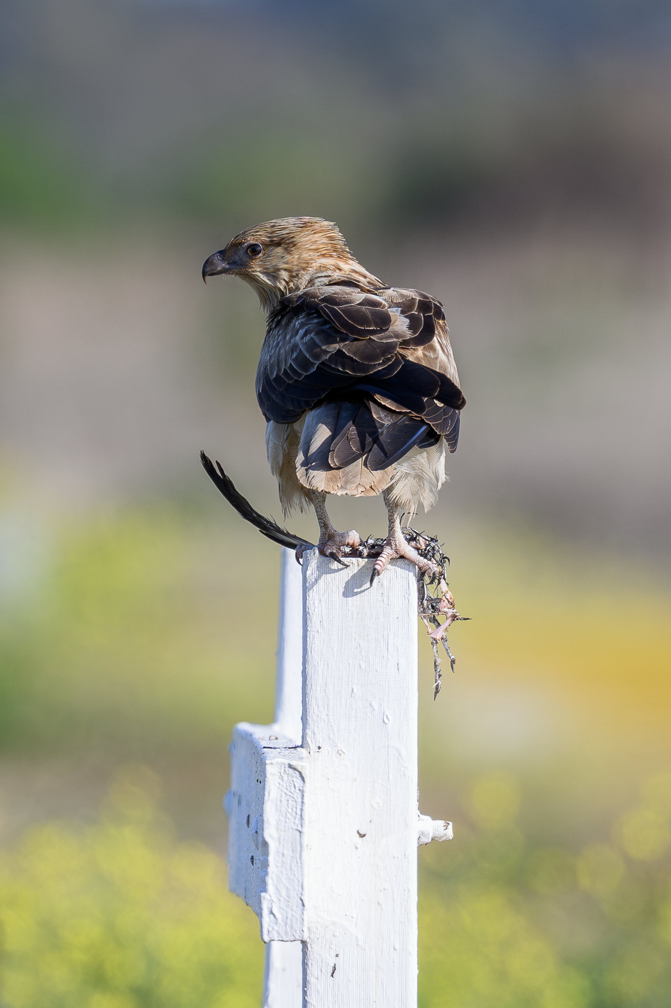 Whistling Kite