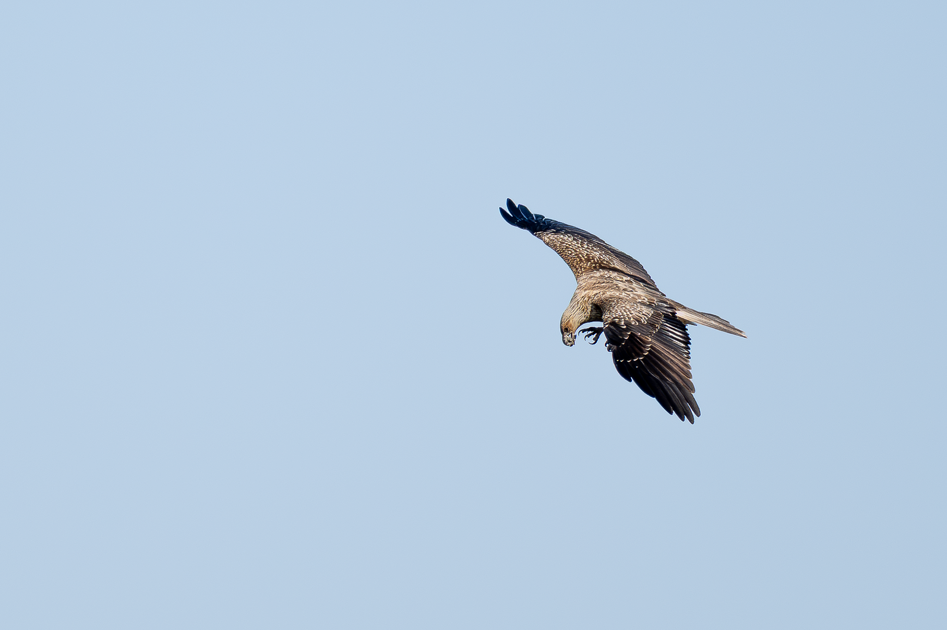 Whistling Kite