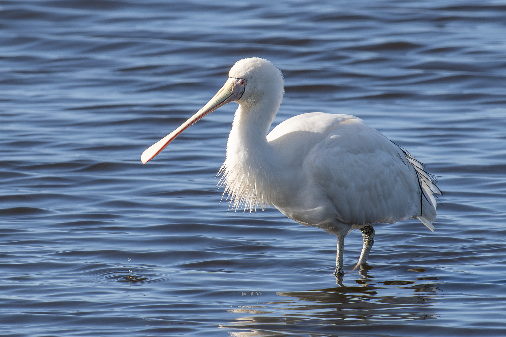 Yellow-billed Spoonbill