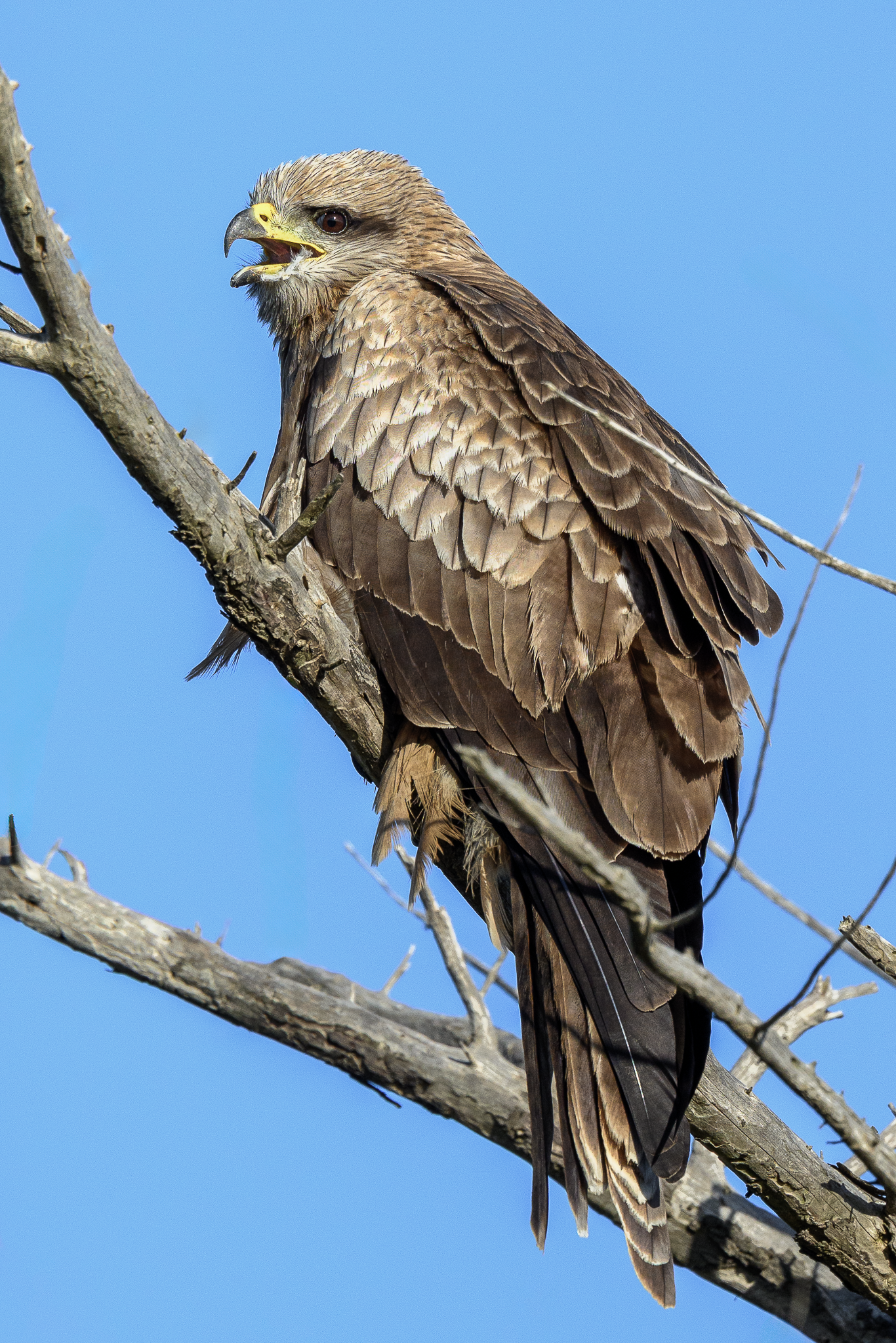 Black Kite