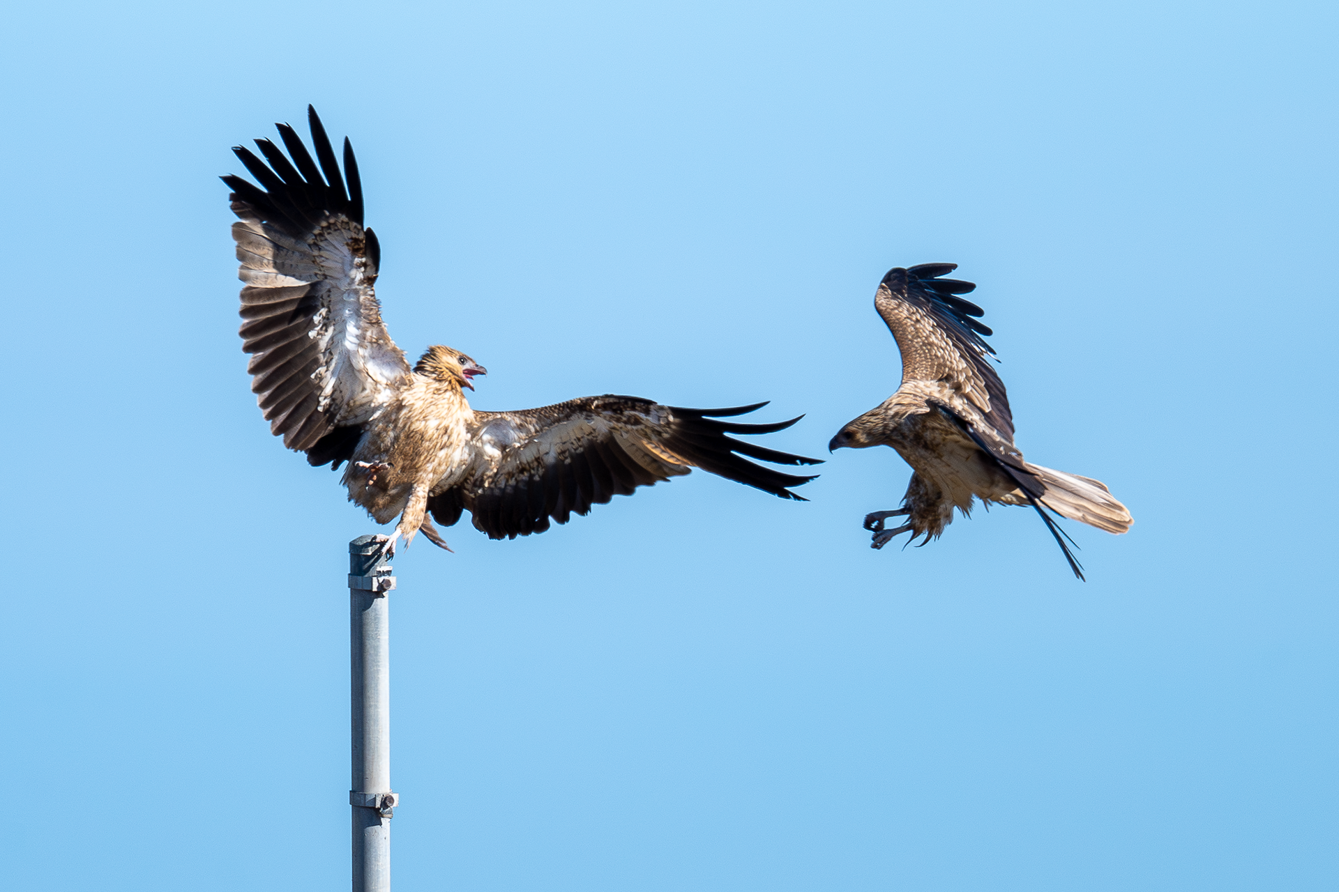 Whistling Kites