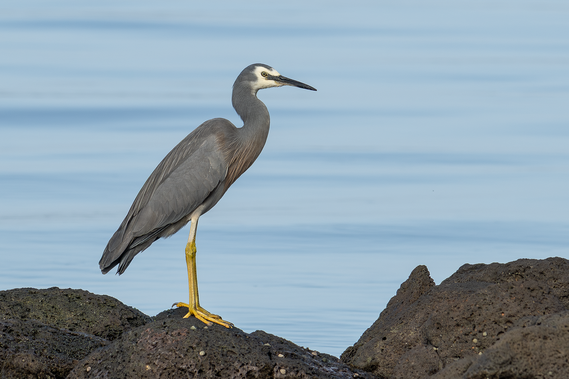 White-faced Heron