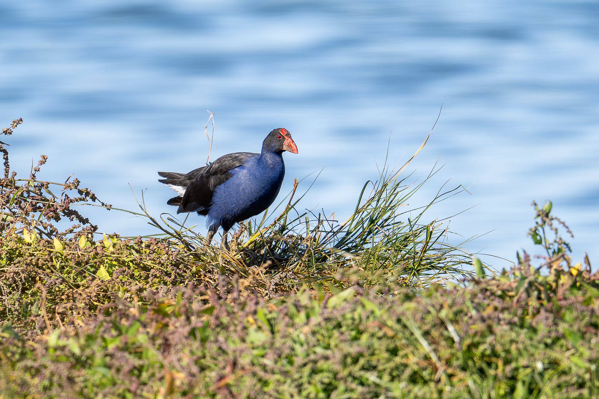 Purple Swamphen