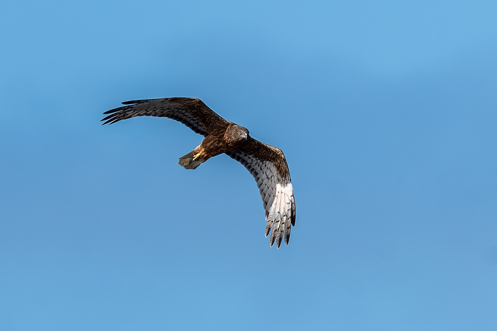 Swamp Harrier