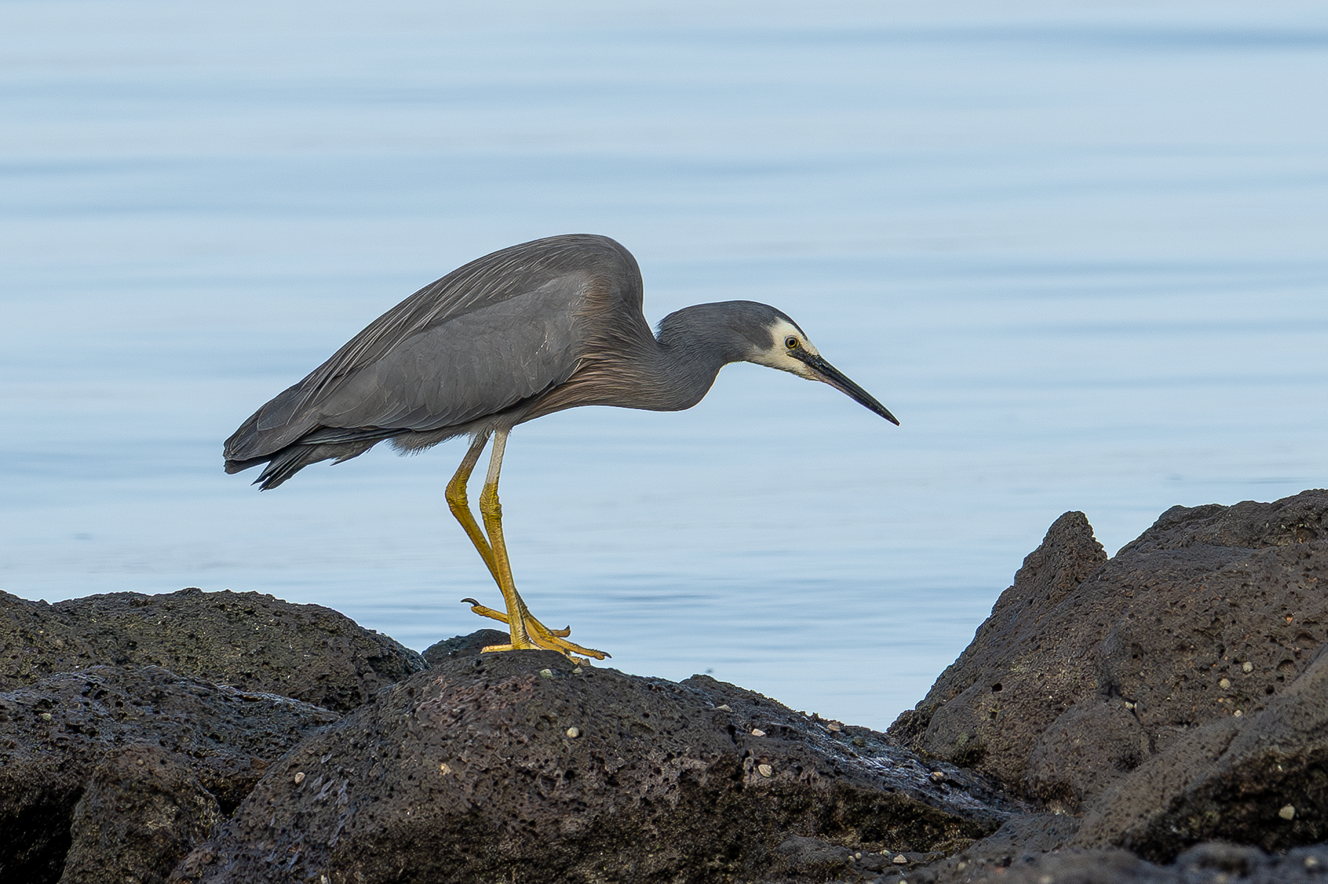 White-faced Heron