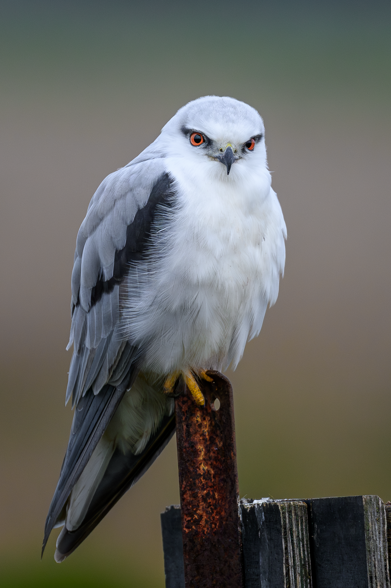 Black-shouldered Kite