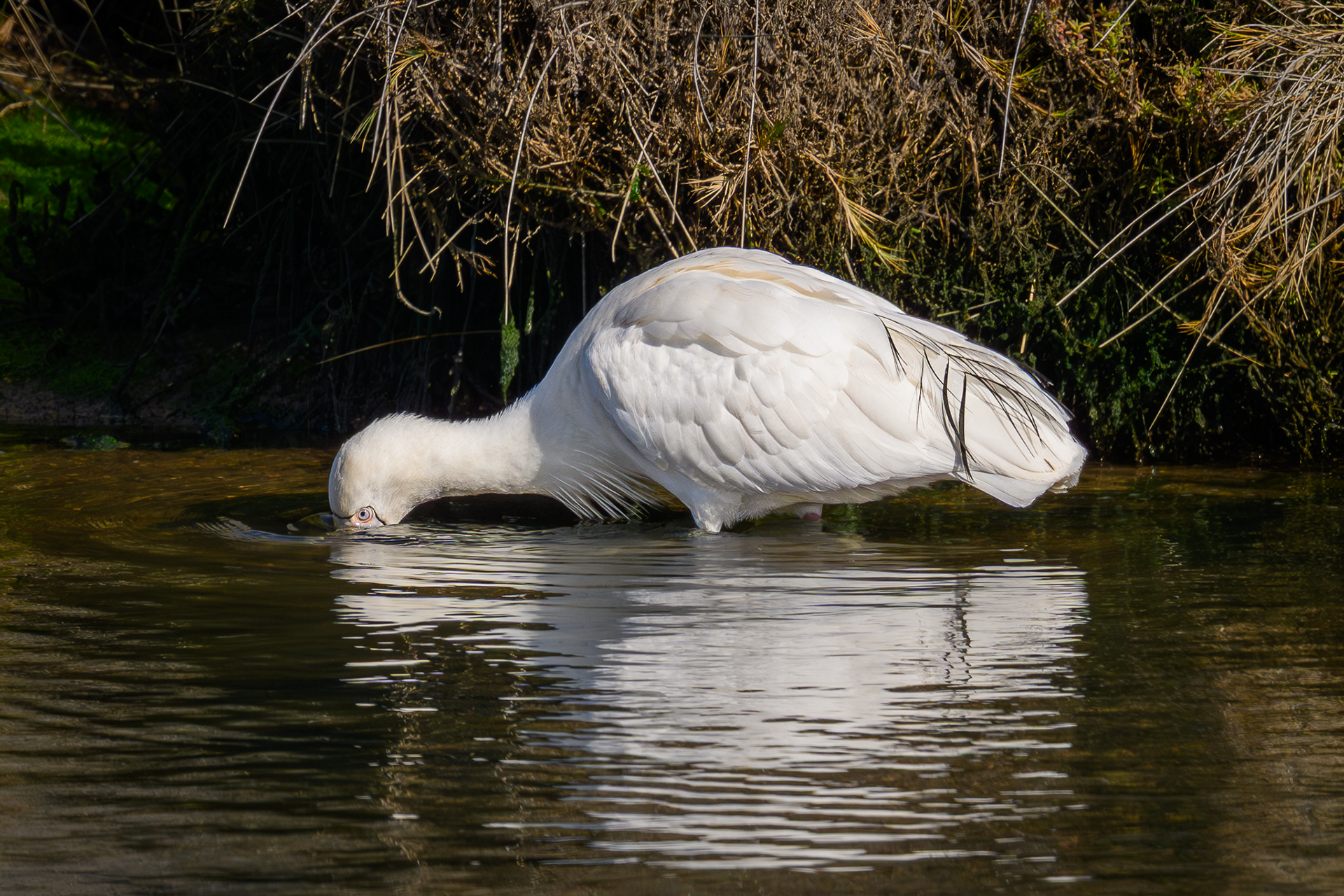 Yellow-billed Spoonbill
