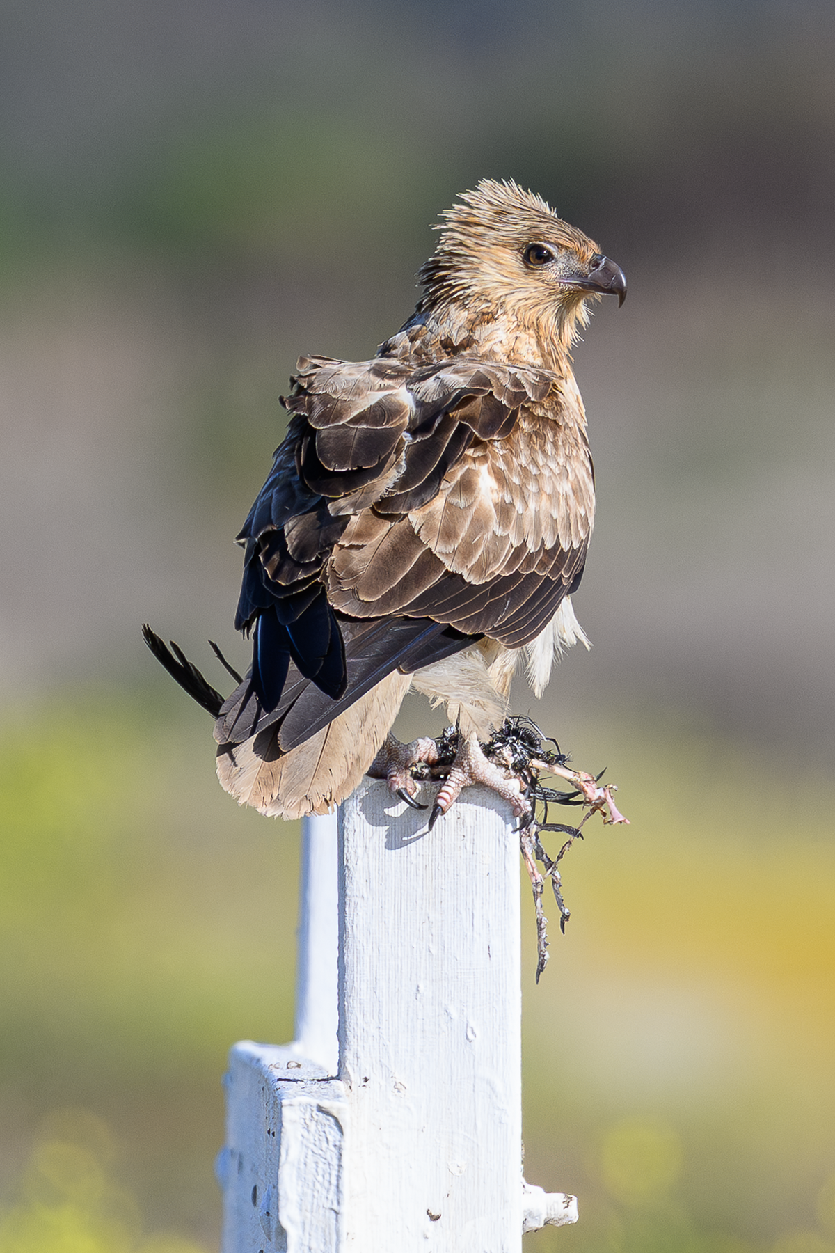 Whistling Kite