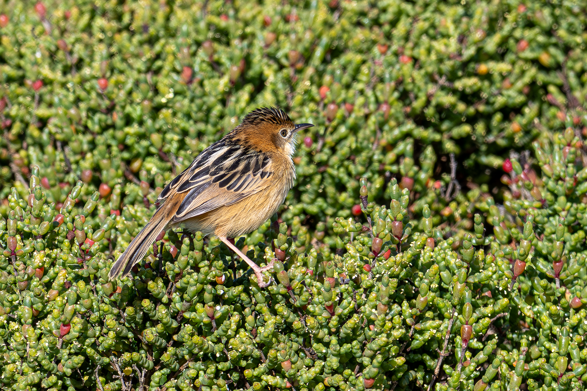 Golden-headed Cisticola