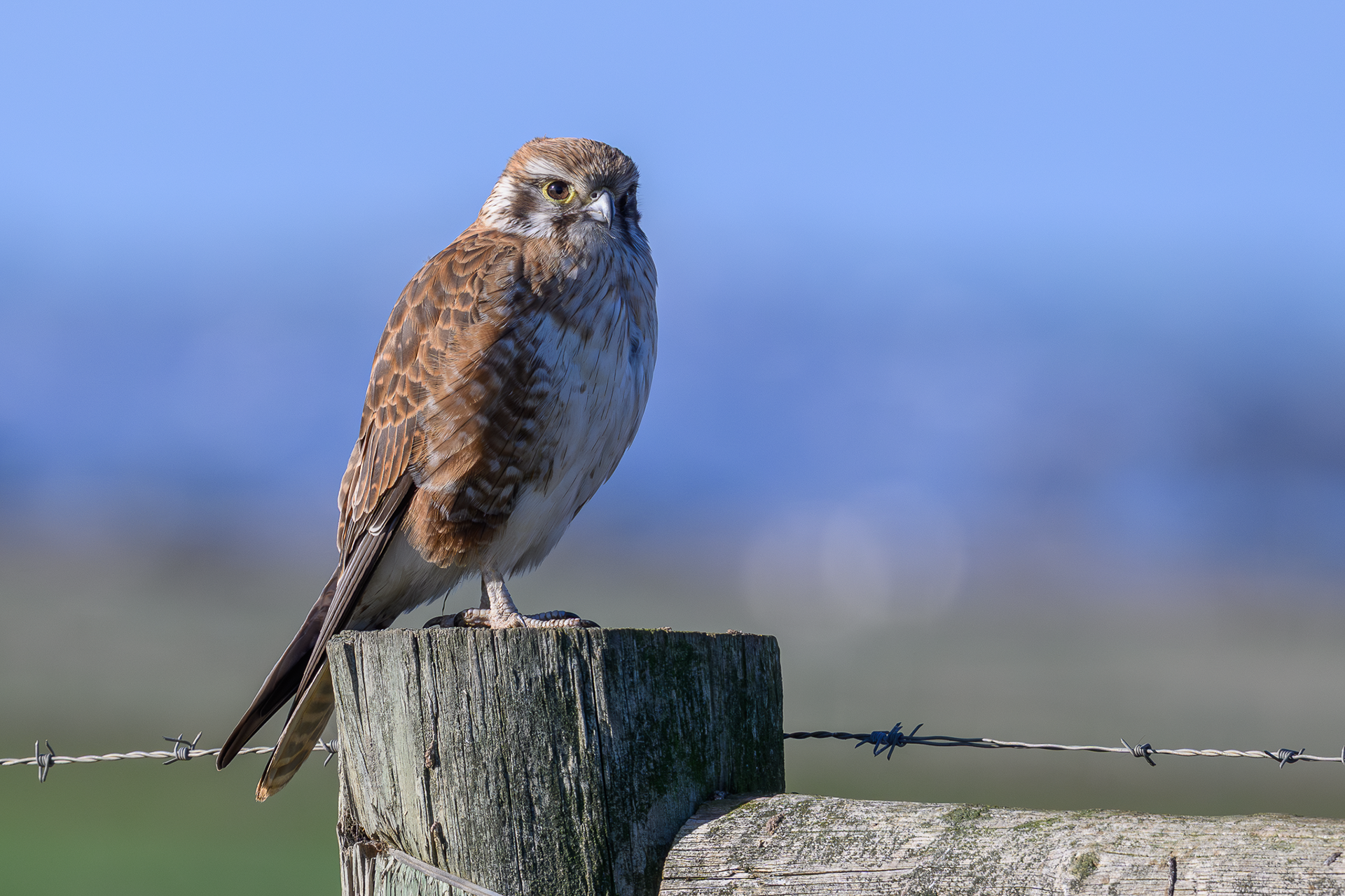 Brown Falcon