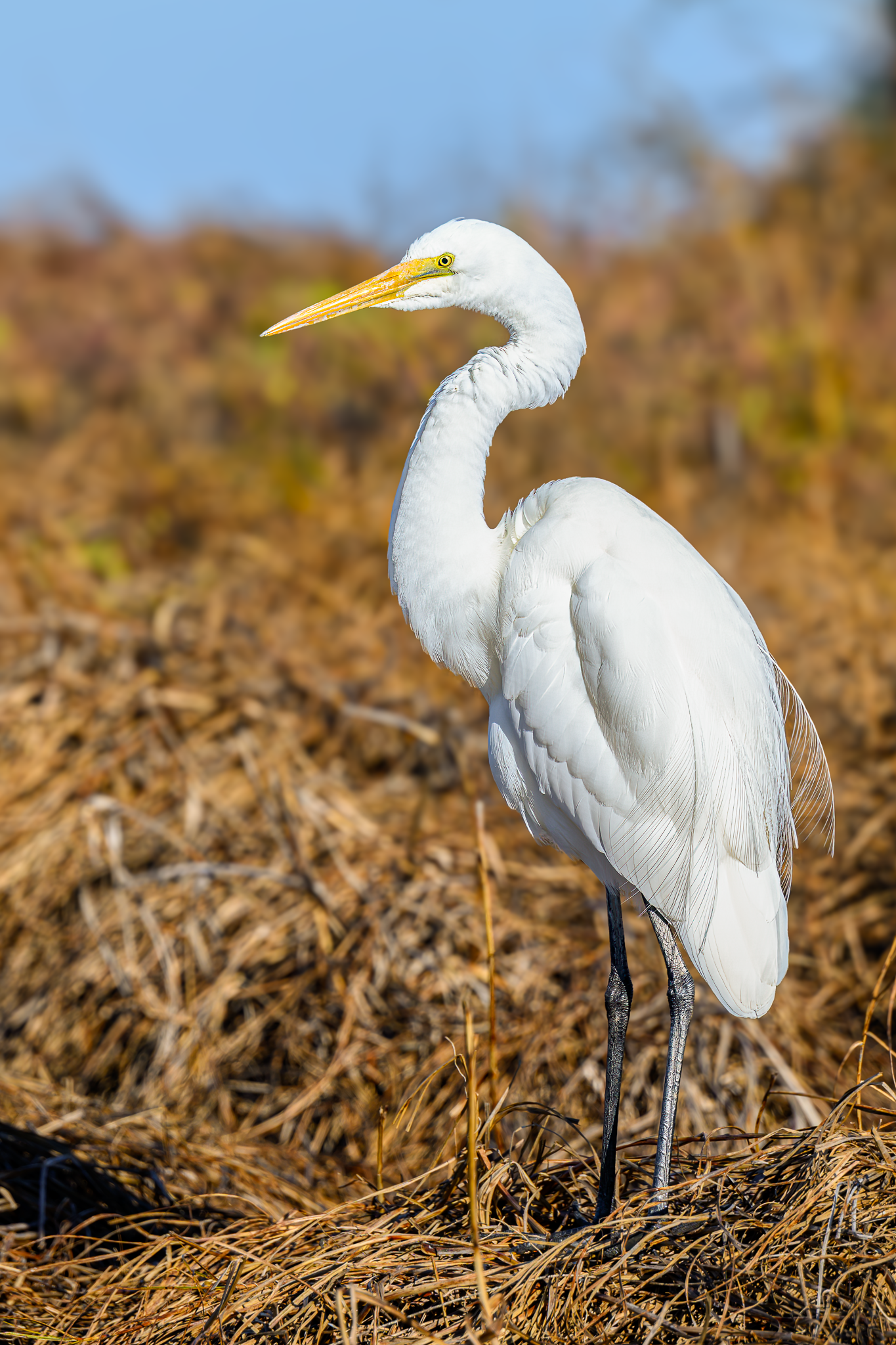 Eastern Great Egret