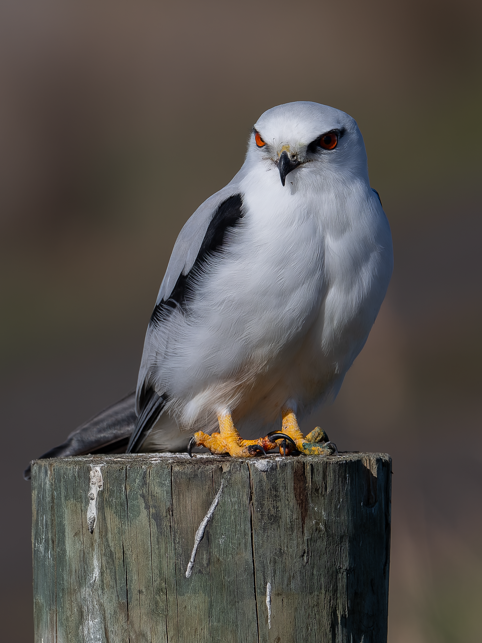 Black-shouldered Kite