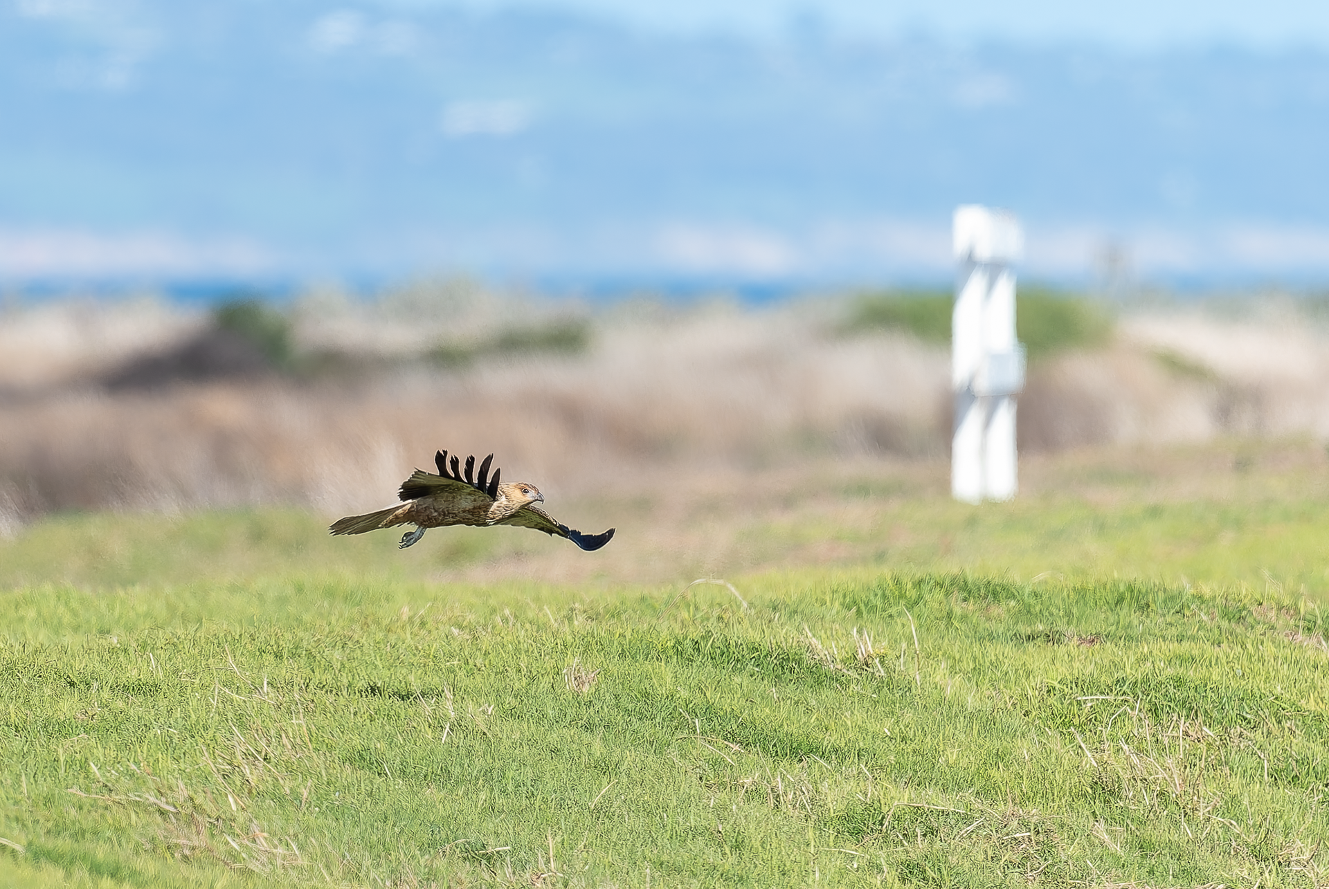 Whistling Kite