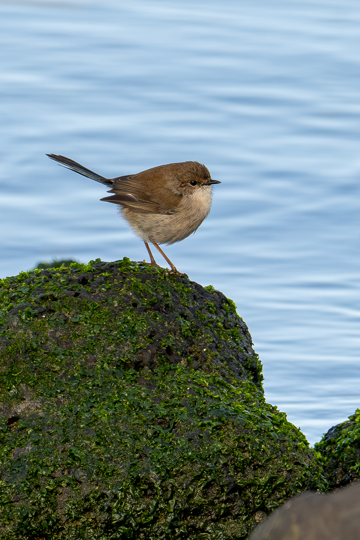 Superb fairy-Wren