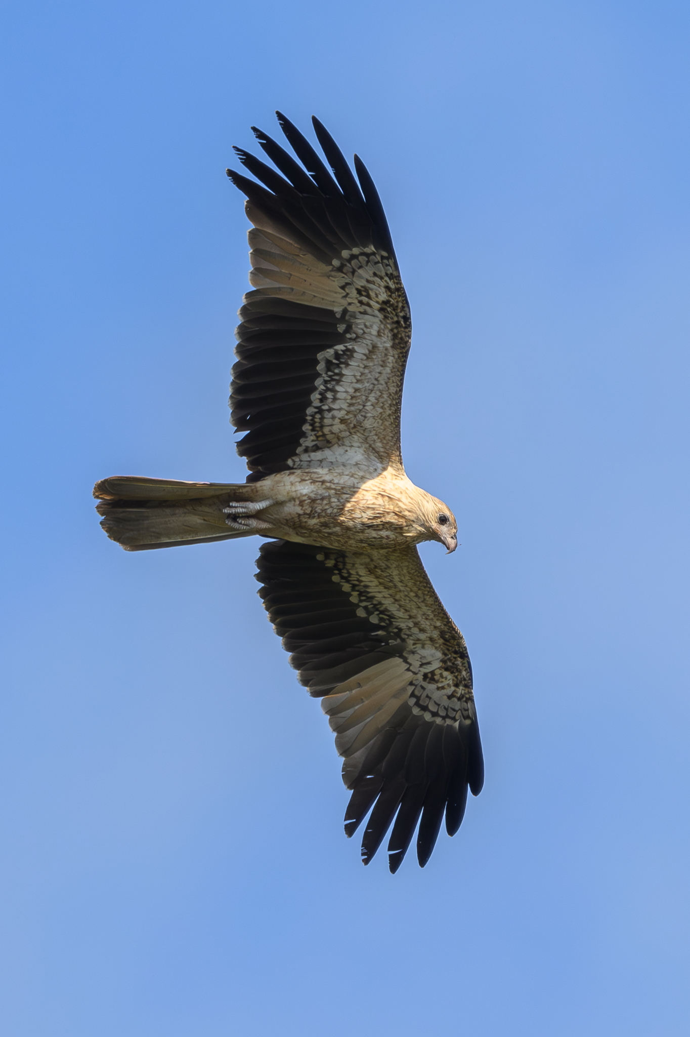 Whistling Kite