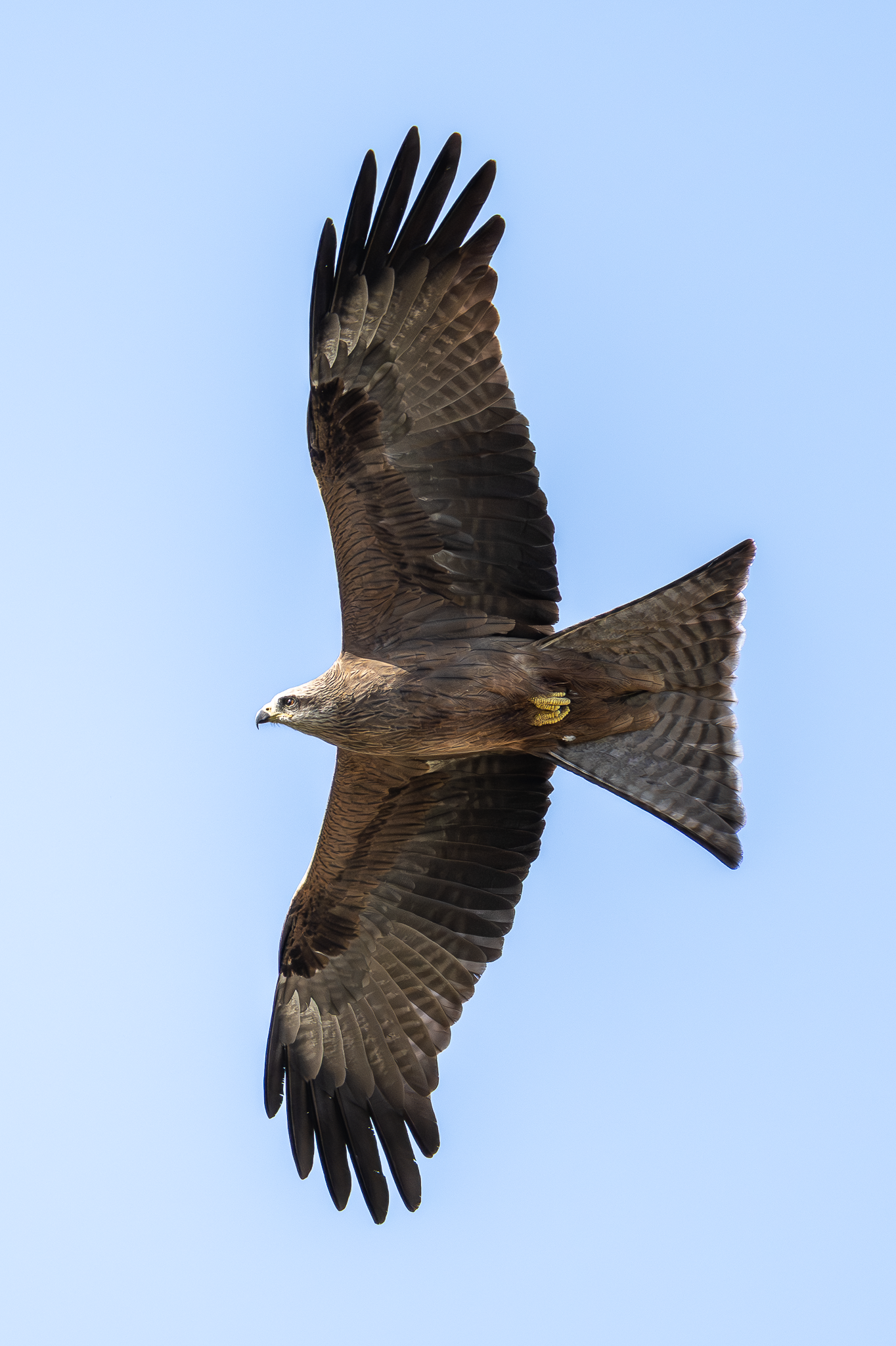 Black Kite