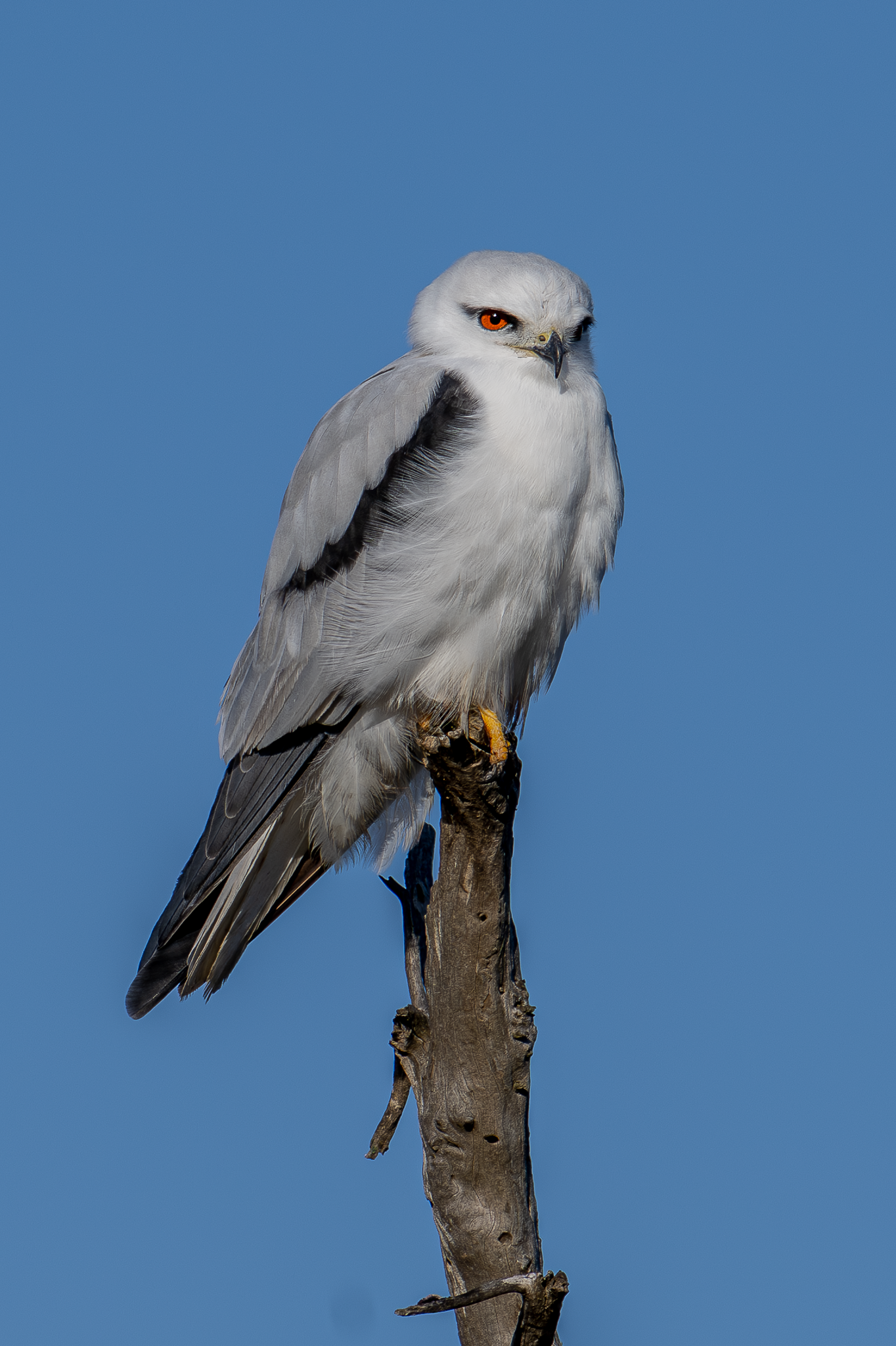 Black-shouldered Kite