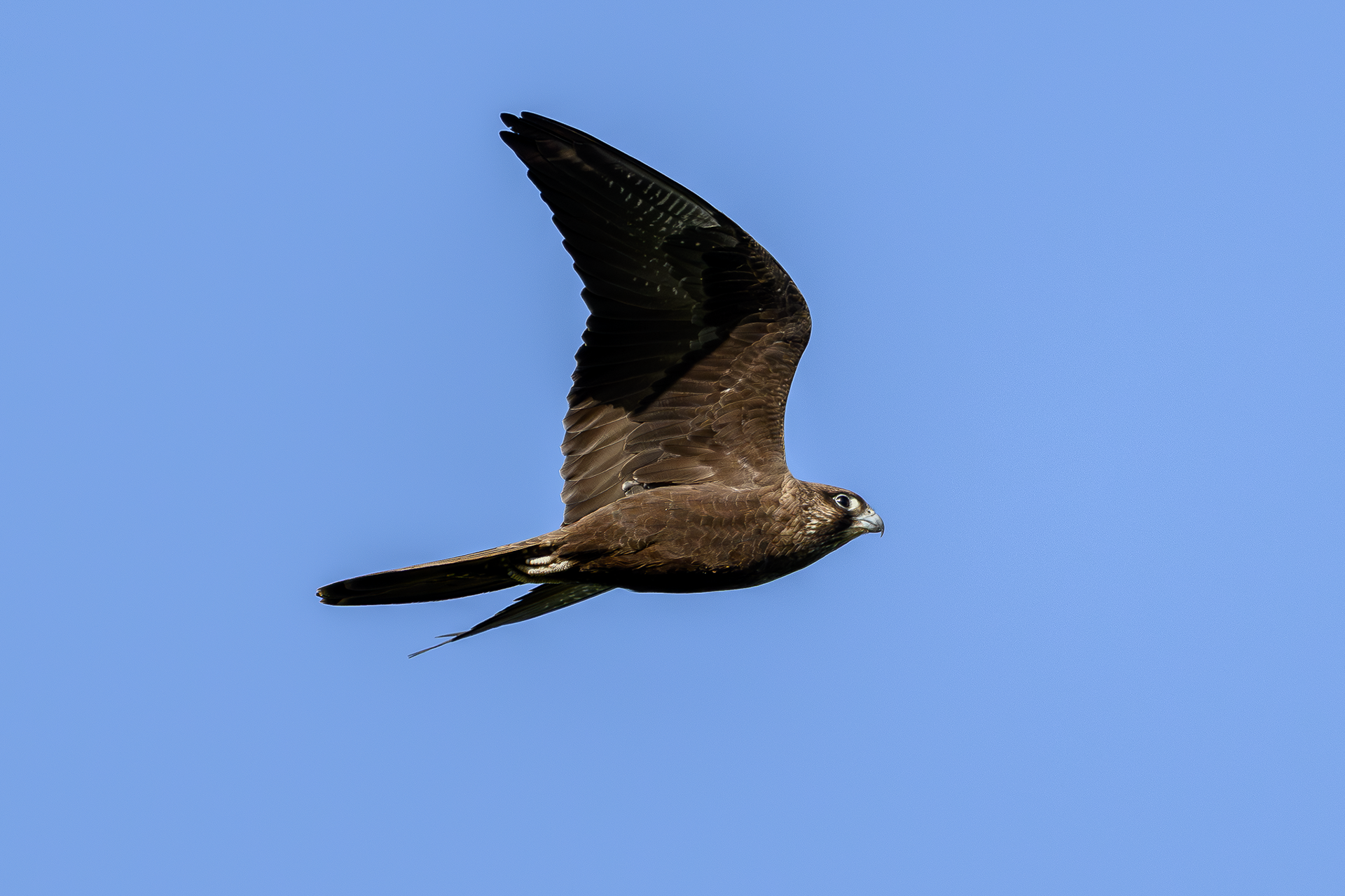 Black Falcon