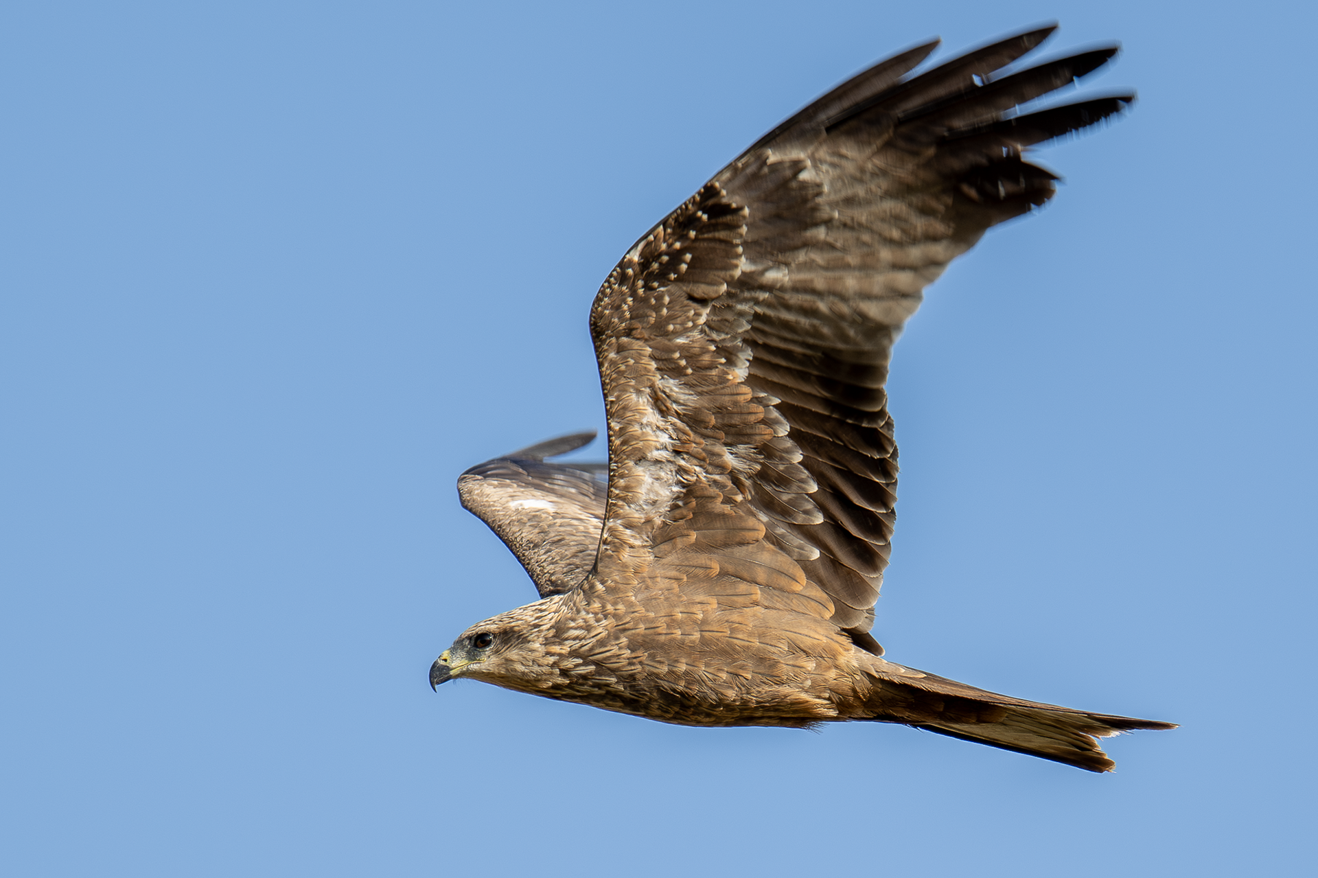 Black Kite