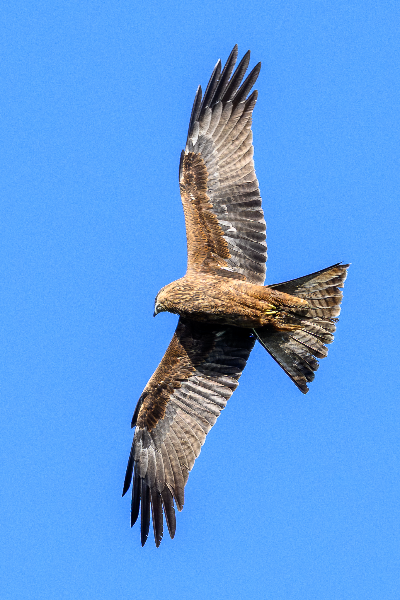 Black Kite