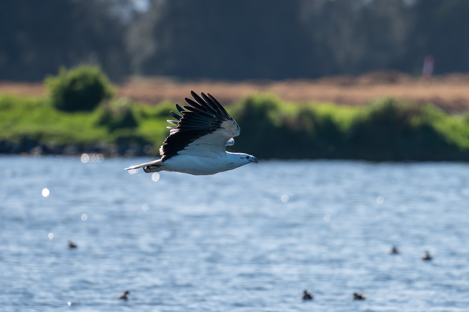 White-bellied Sea Eagle