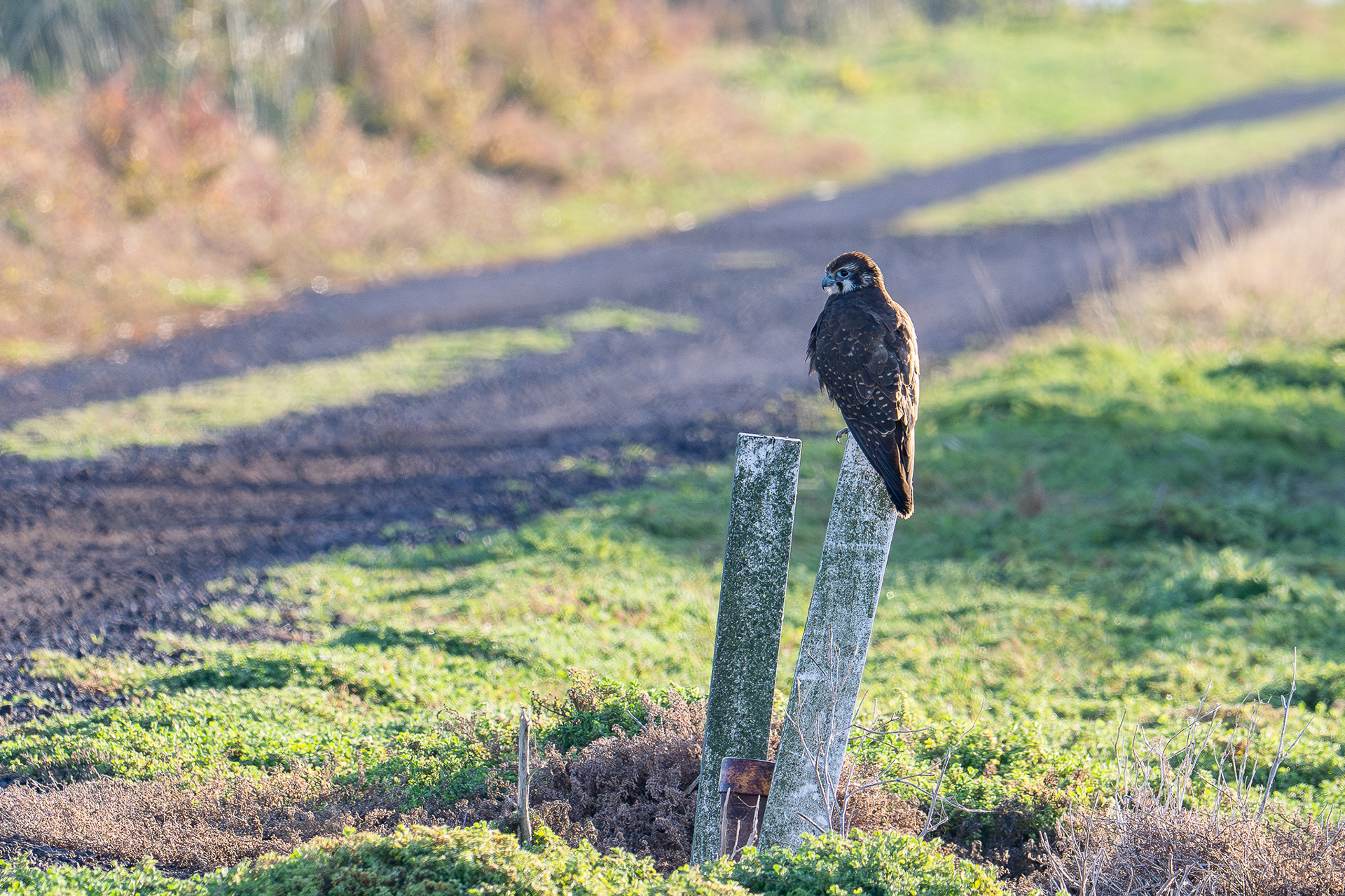 Brown Falcon