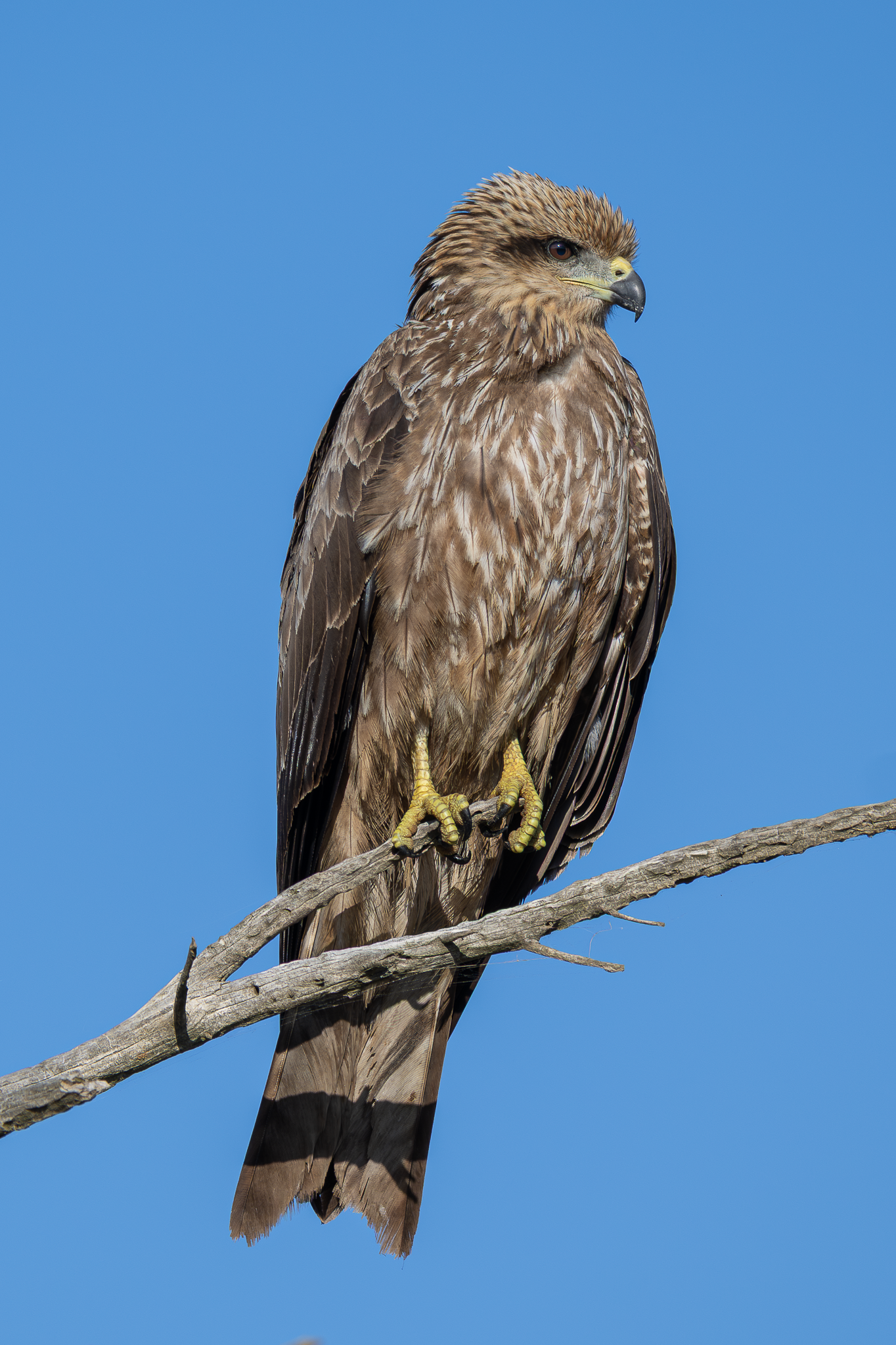 Black Kite