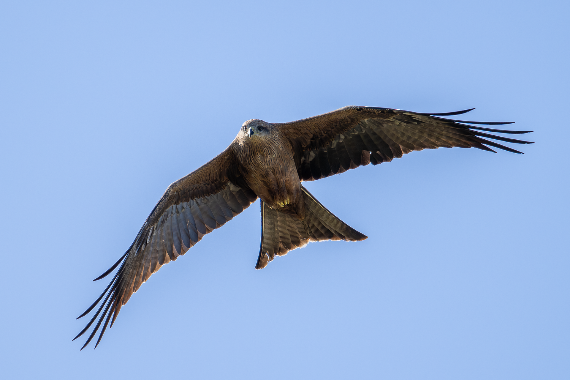 Black Kite