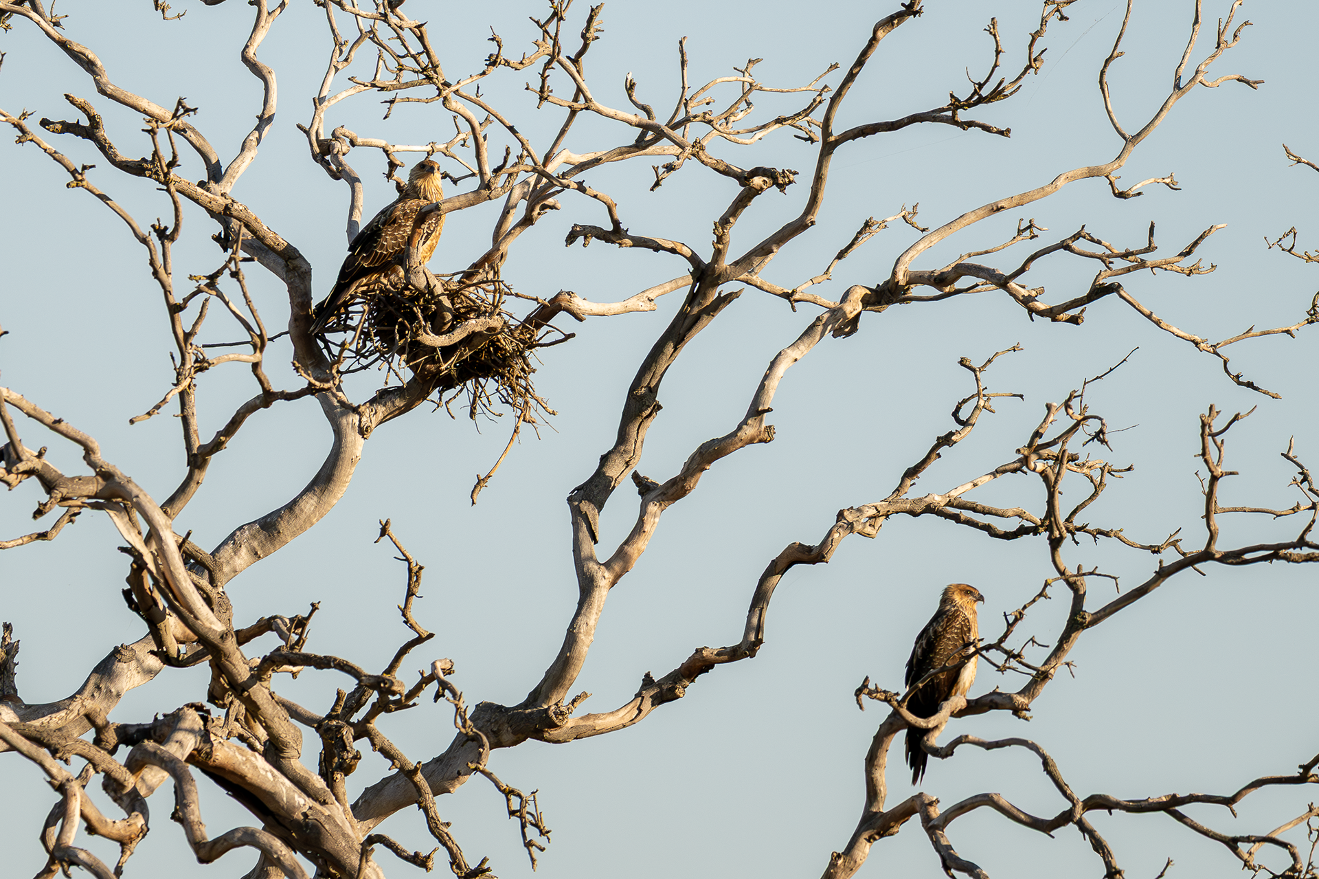 Whistling Kites