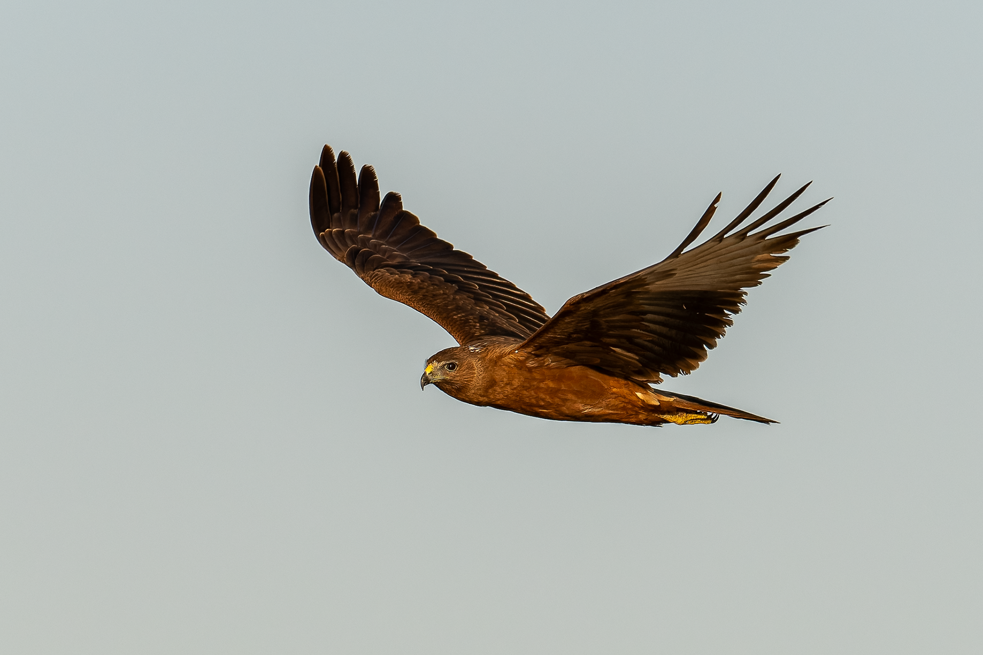 Swamp Harrier