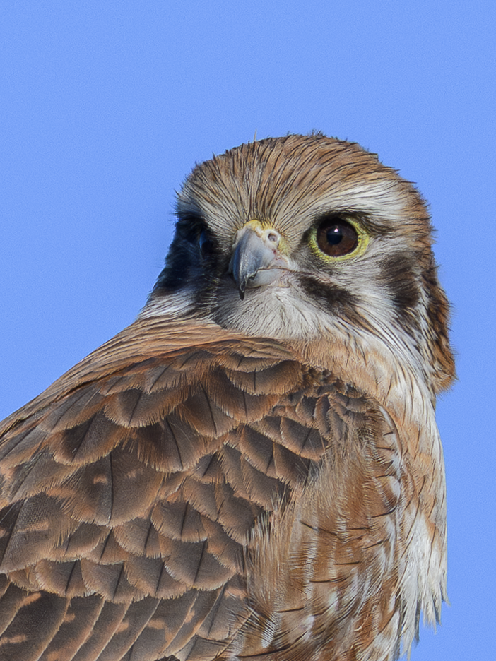 Brown Falcon