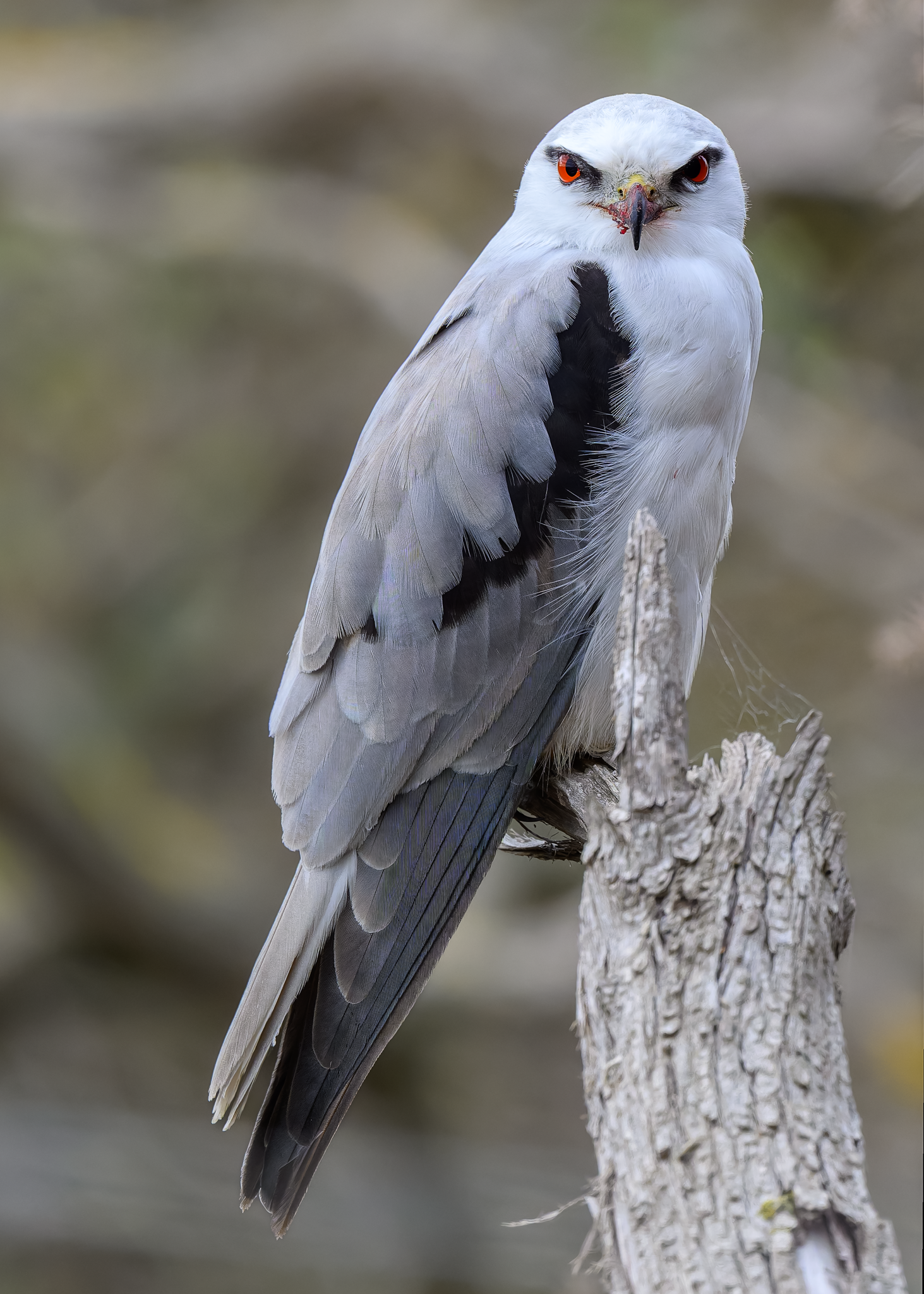 Black-shouldered Kite