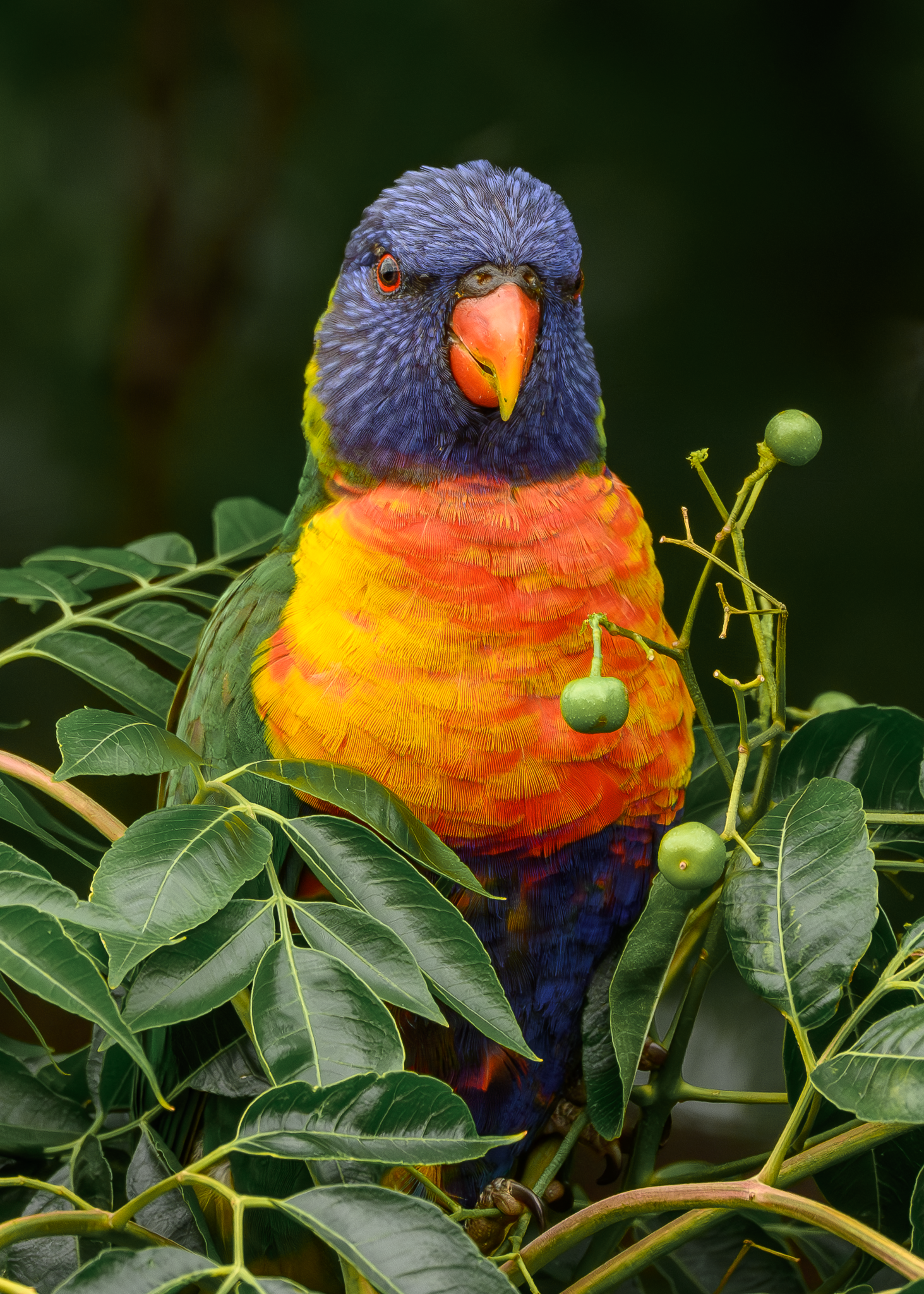 Rainbow Lorikeet