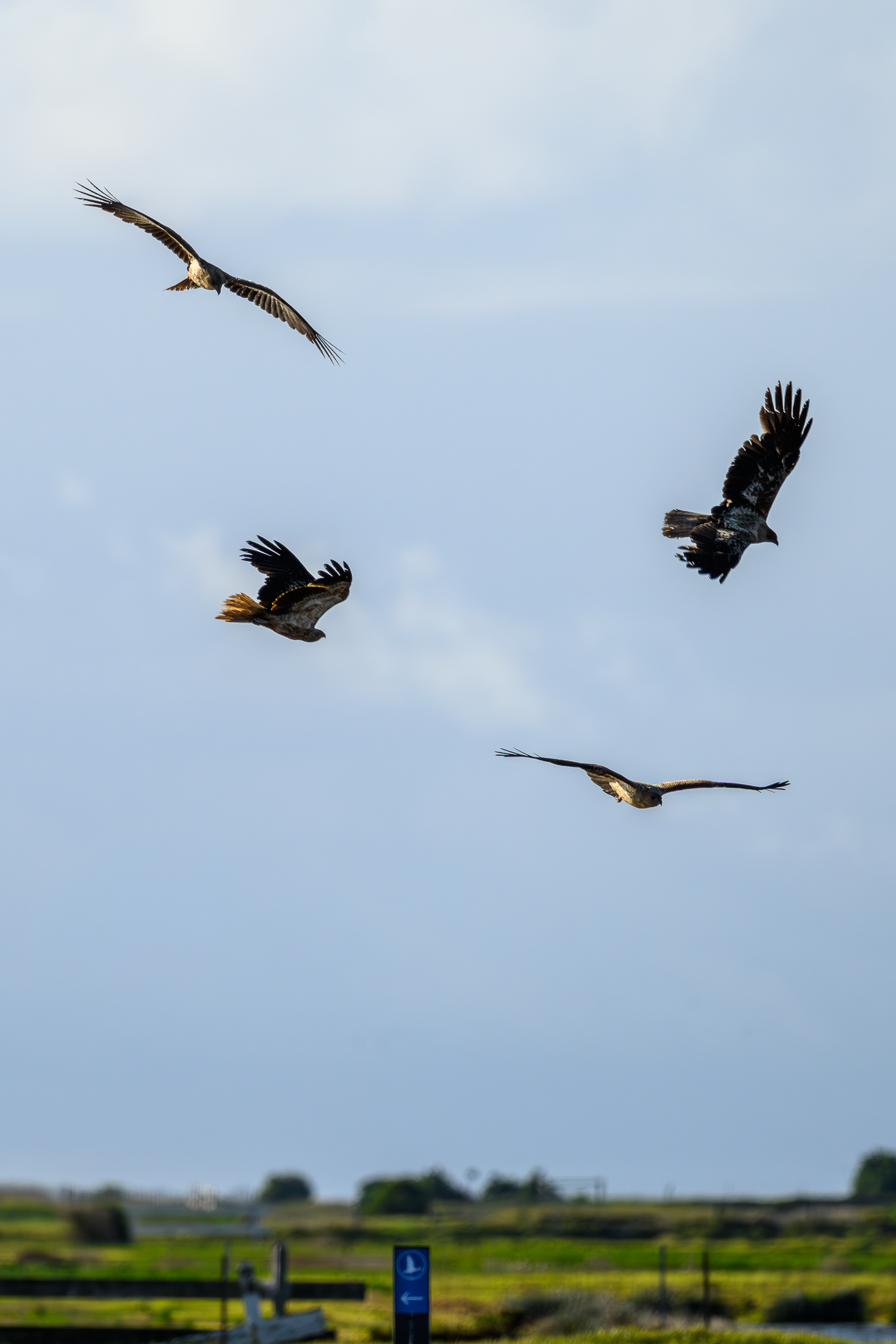 Whistling Kites