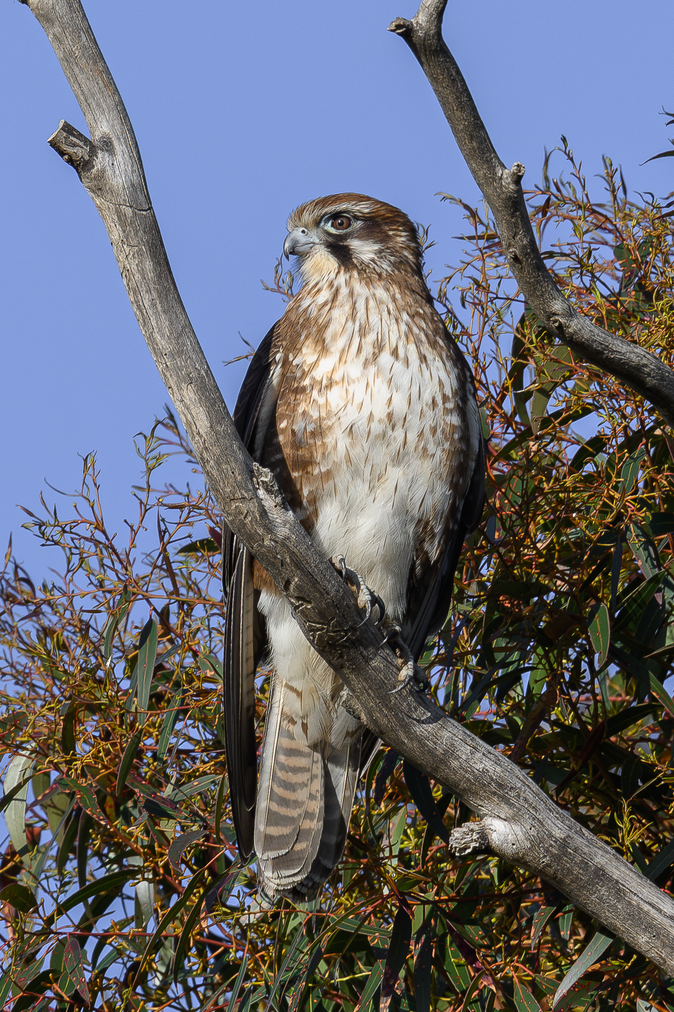 Brown Falcon